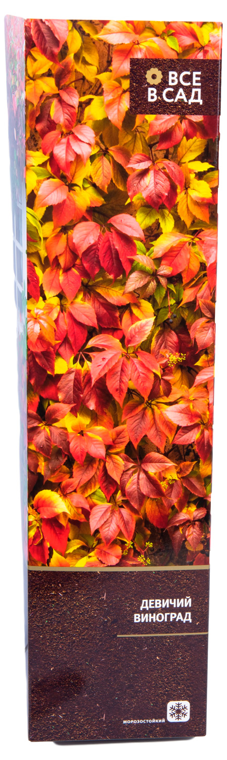 Изображение товара Растение Вьющиеся Лианы в ассортименте