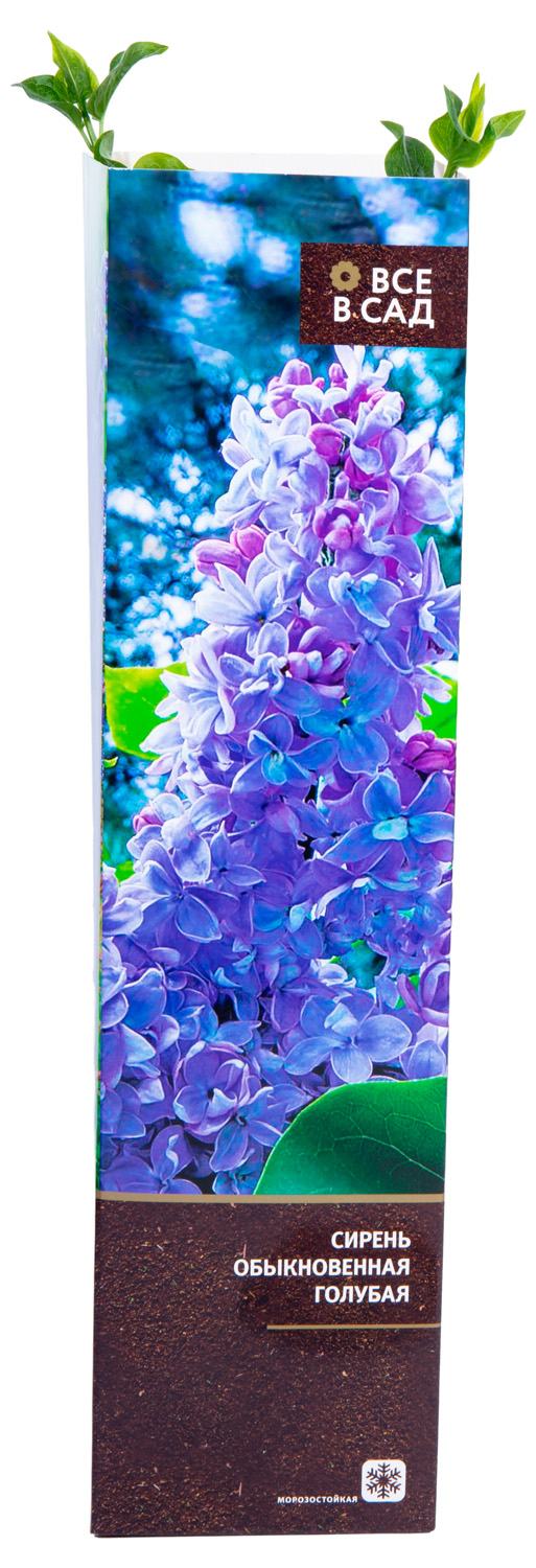 Изображение товара Растение 7 ЦВЕТОВ Декоративный кустарник в ассортименте