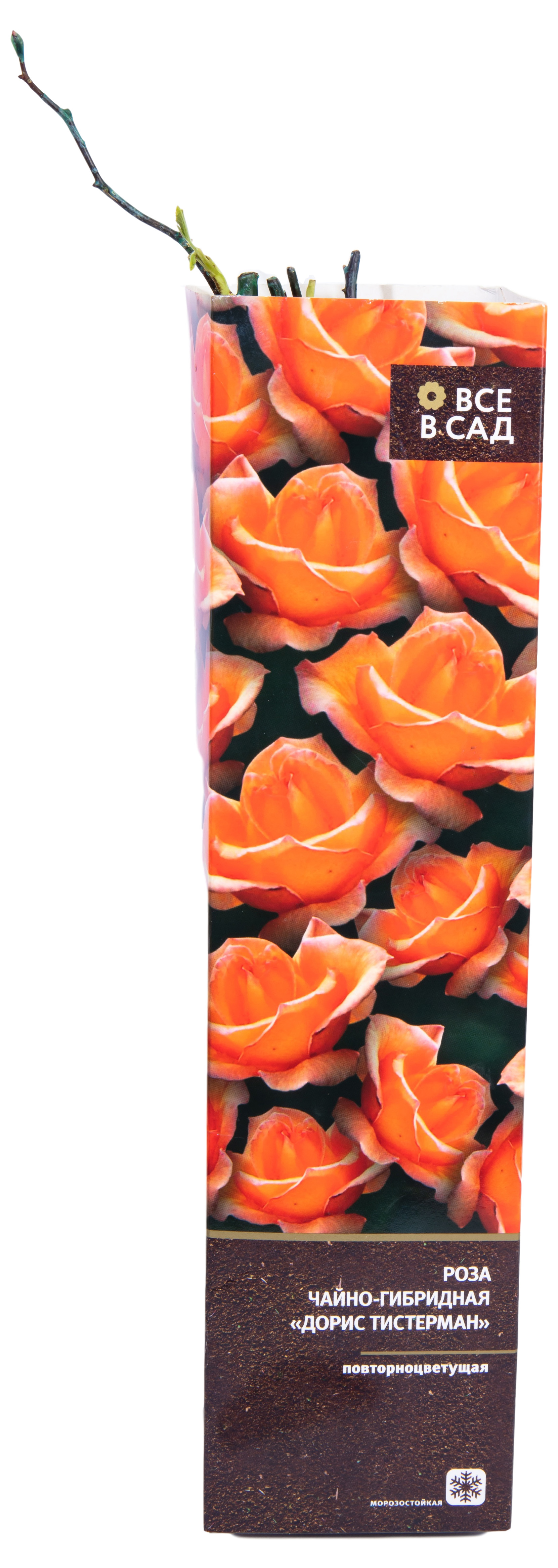 Изображение товара Растение Роза 7 ЦВЕТОВ в ассортименте в коробке 1 шт декоративное цветущее растение