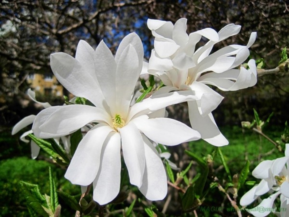 Изображение товара Растение Террасный 7 ЦВЕТОВ №1 в ассортименте