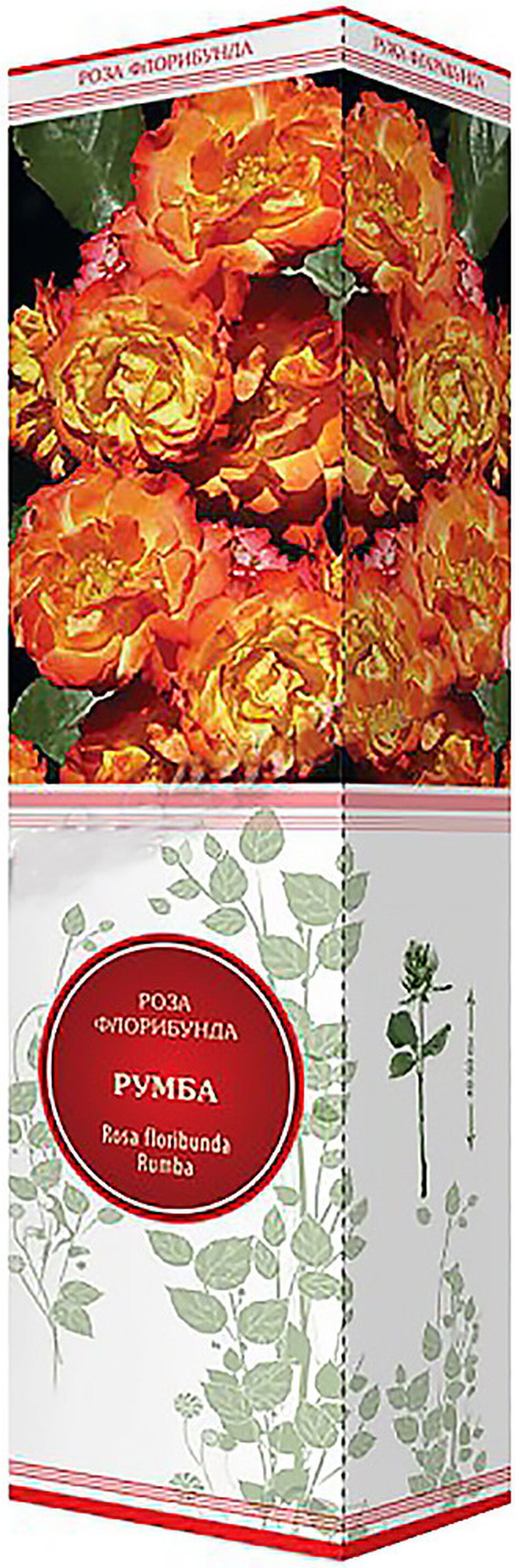 Изображение товара Саженец Роза Румба С1 Н37