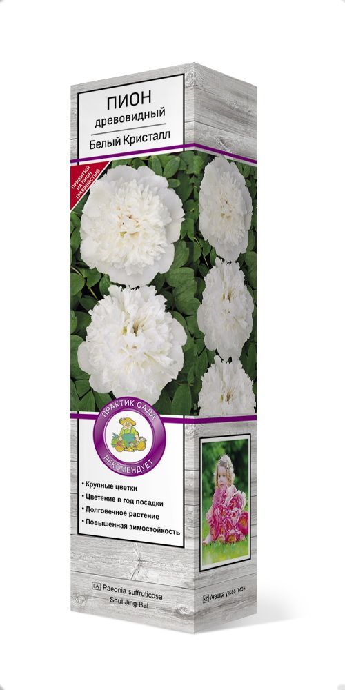 Изображение товара Саженец Пион Белый Кристалл С1 Н37
