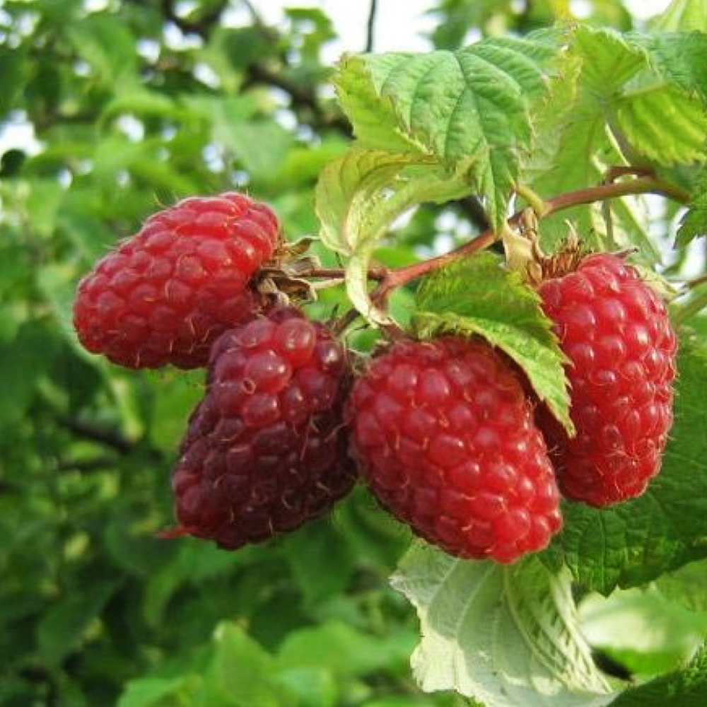 Изображение товара Саженец малины Гусар С1 Н37 раннеспелый сорт высокий урожай