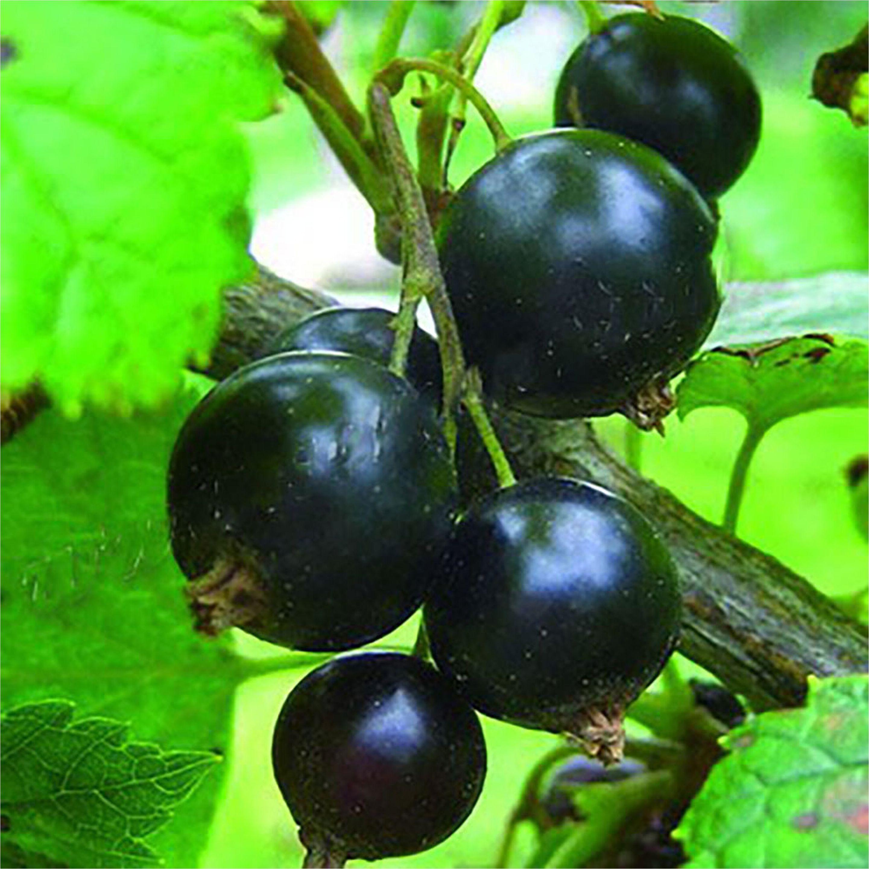 Изображение товара Саженец Смородина Черный жемчуг раннеспелый крупноплодный сорт