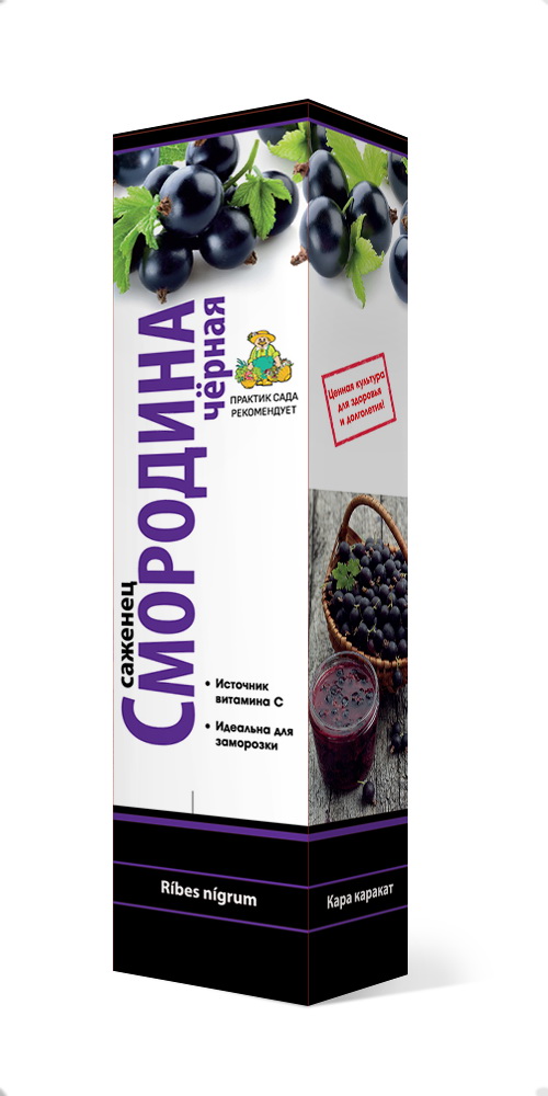 Изображение товара Саженец смородина чёрная Валовая С1 Н37