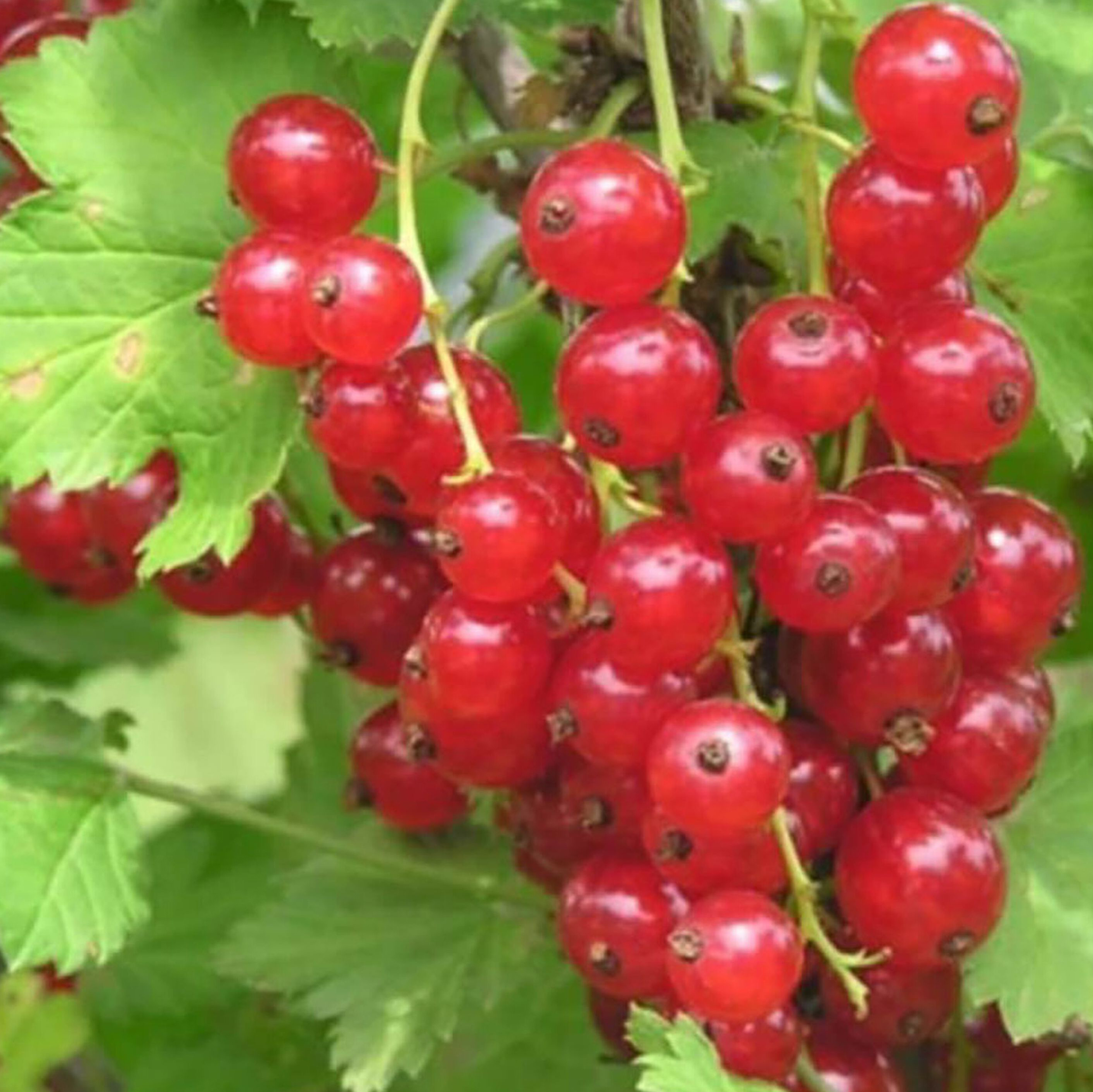 Изображение товара Саженец смородины красной Натали с закрытой корневой системой