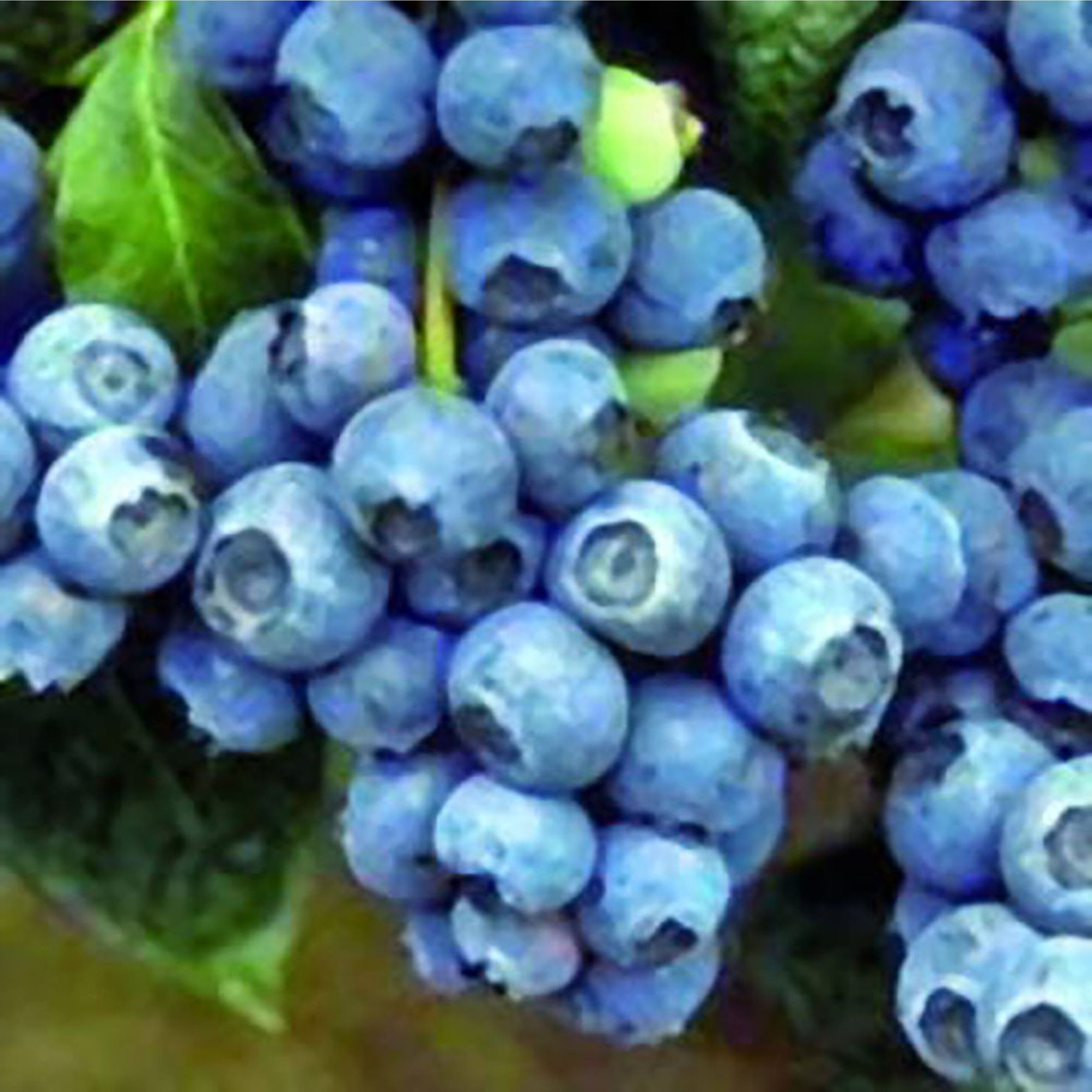 Изображение товара Саженец голубики Голдтраубе С1 Н37, высокая урожайность, морозостойкая