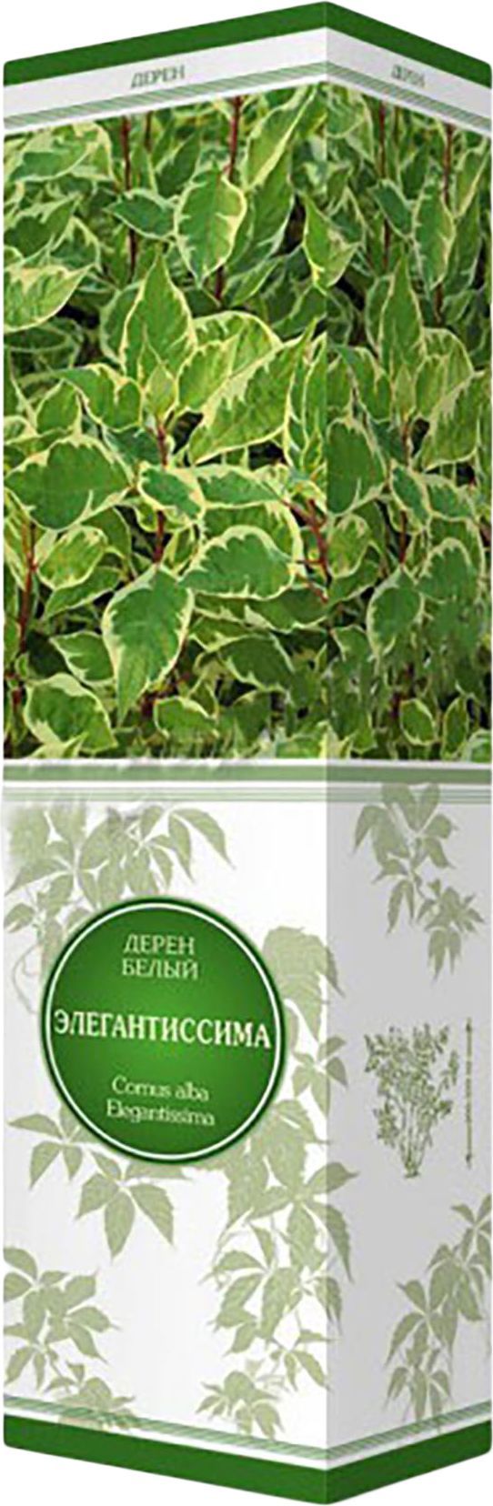 Изображение товара Саженец Дерен белый Элегантиссима С1 Н37