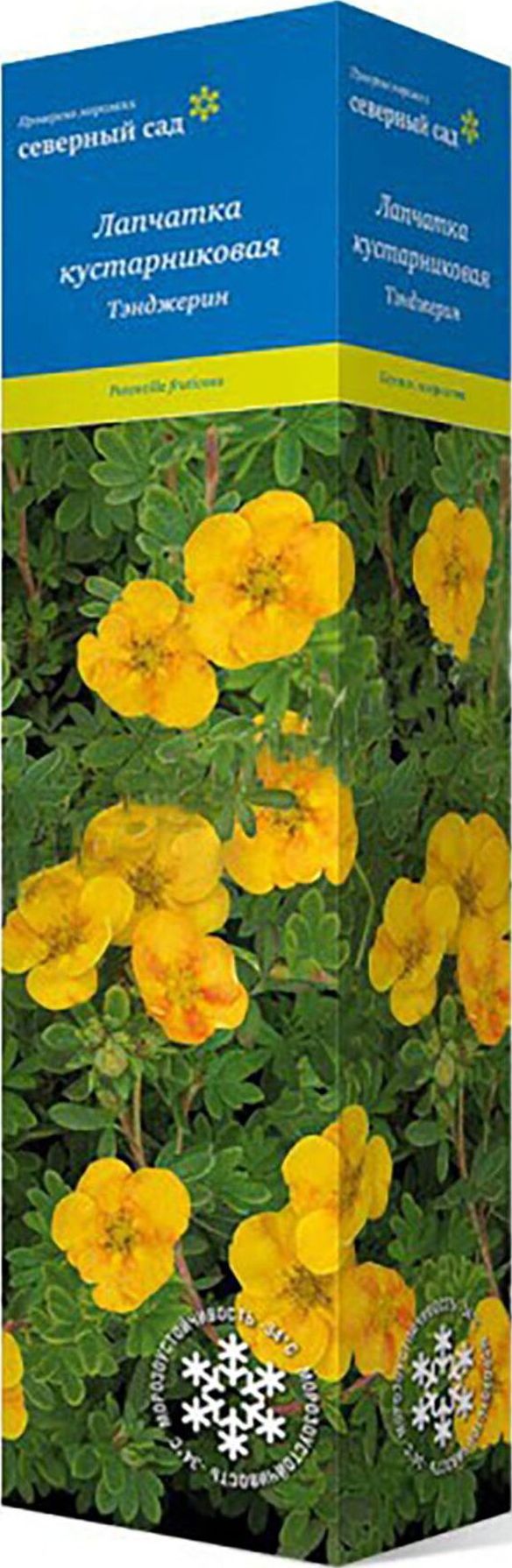 Изображение товара Саженец Лапчатка кустарниковая Тэнджерин С1 Н37