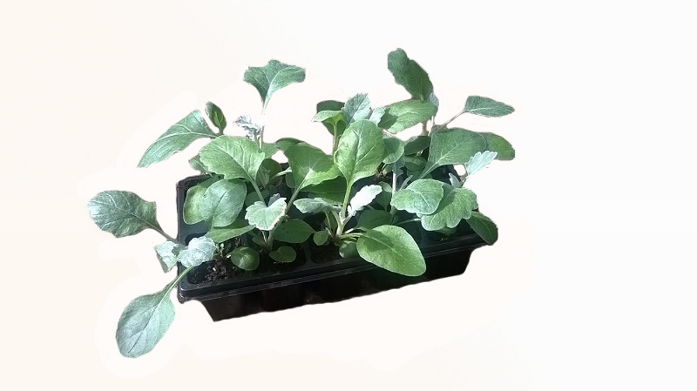 Изображение товара Рассада Цинерария 10 шт в кассете - холодостойкие однолетние растения для сада