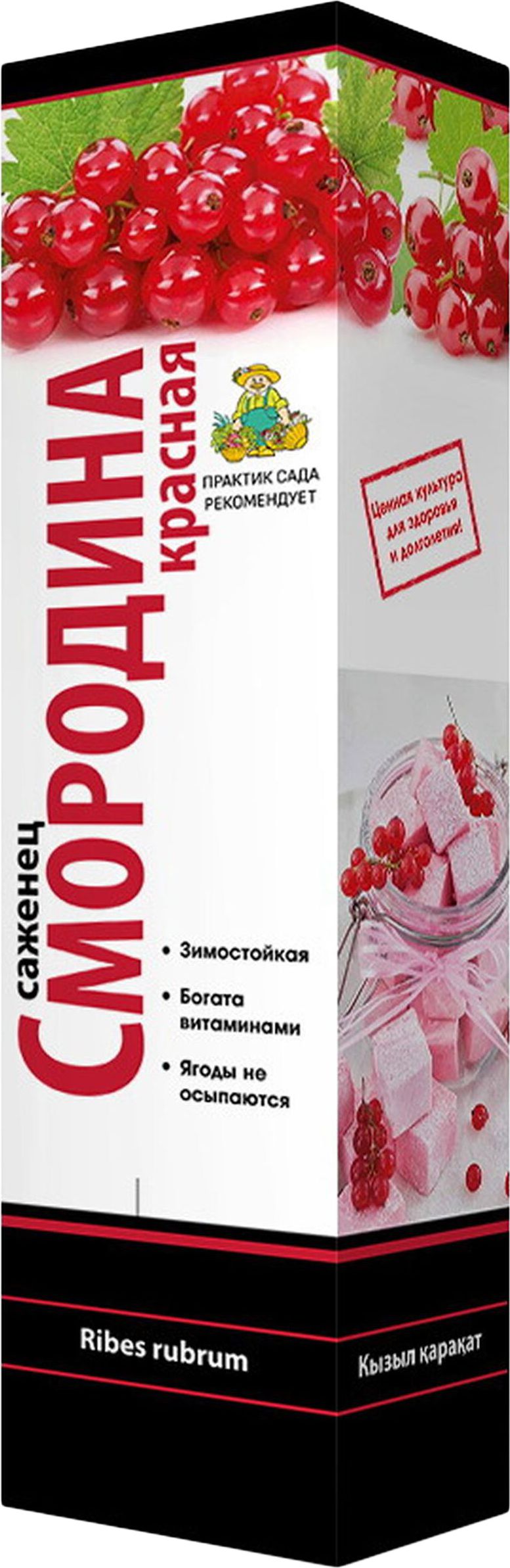 Изображение товара Саженец Смородина Джонкер Тетс С1 Н37 среднеранний урожайный сорт