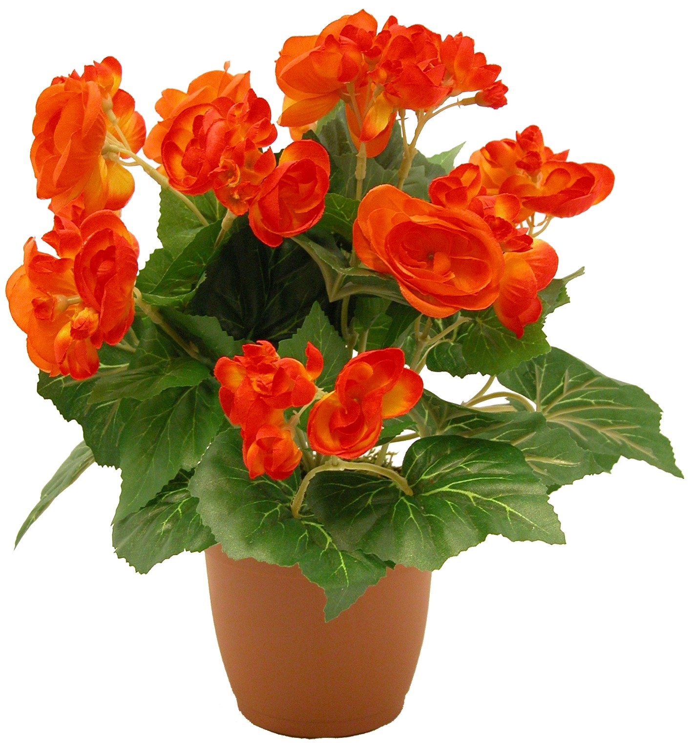 цикламен арлекин персидский. цветок в горшке. гербера цветок комнатный. цветок в горшке. цветы на подоконнике.