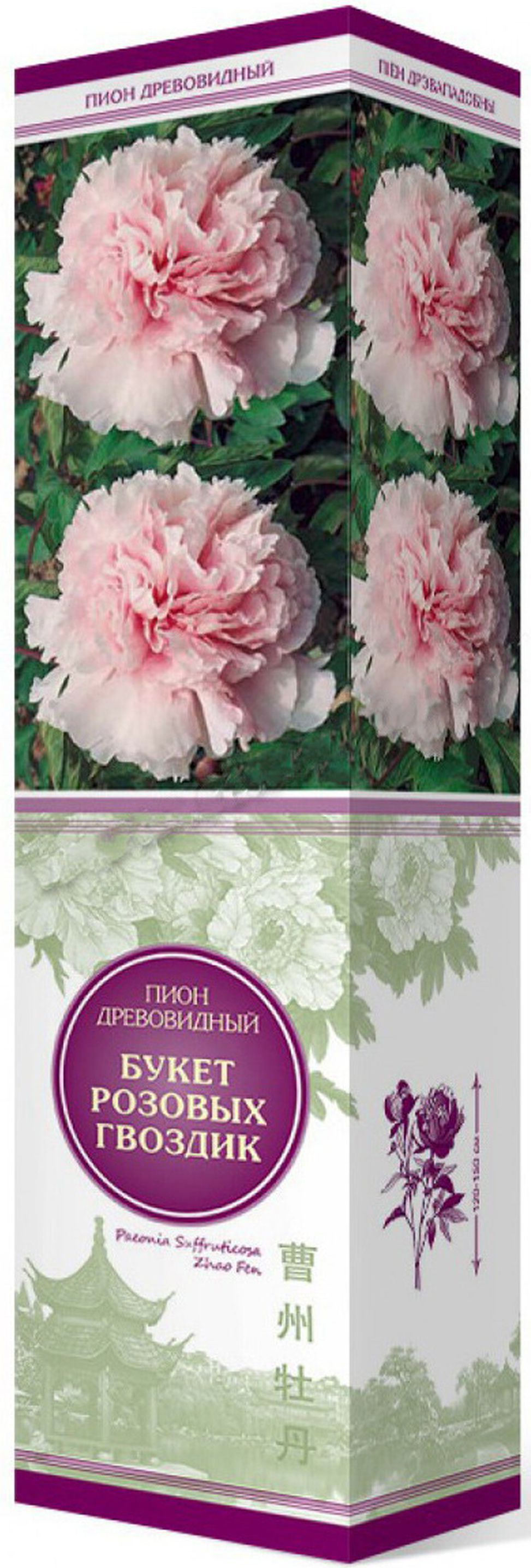 Изображение товара Саженец Пион Букет Розовых Гвоздик С1 Н37