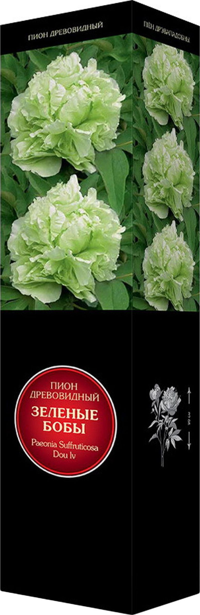 Изображение товара Саженец пиона Зеленые Бобы С1 Н37 для сада декоративный многолетник