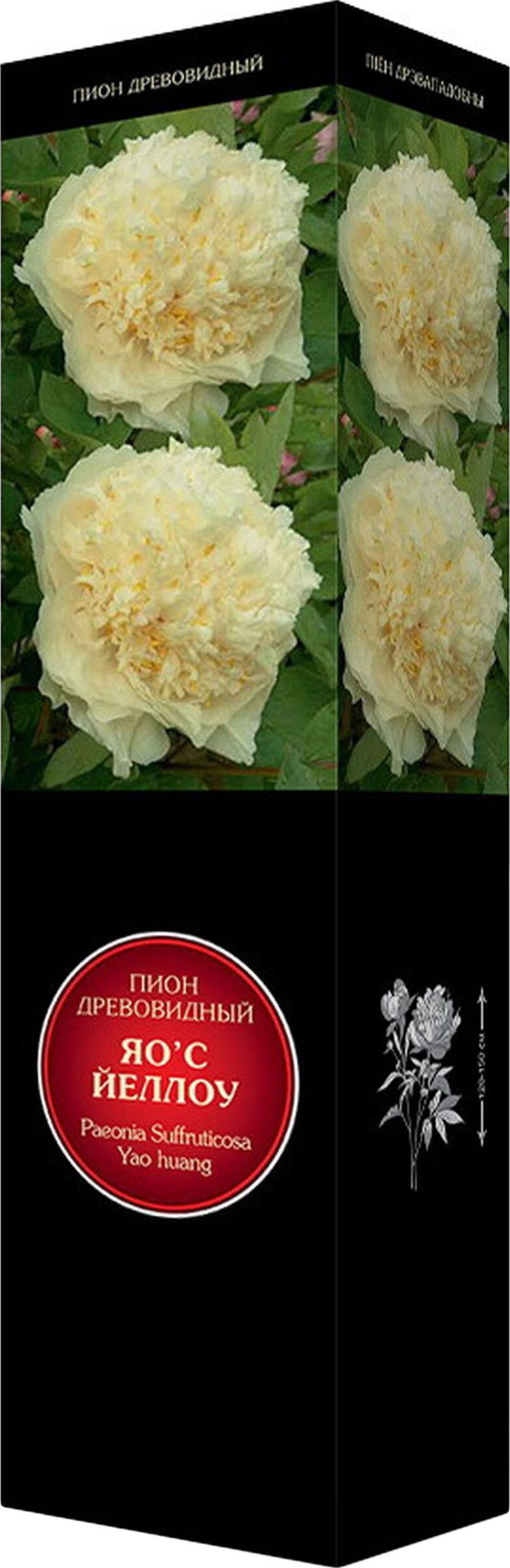 Изображение товара Саженец пиона Яо'с Йеллоу С1 Н37, желтые крупные цветки, многолетний кустарник