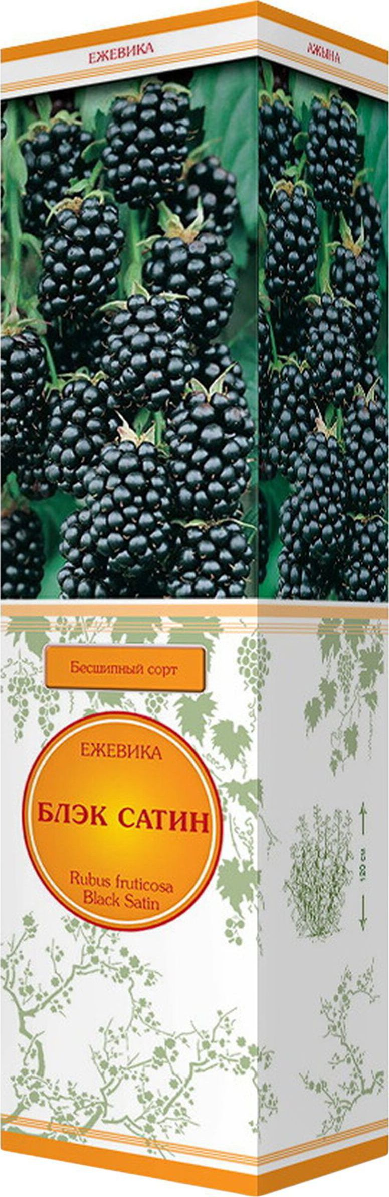 Изображение товара Саженец ежевики Блэк Сатин Среднеспелый высокий урожай