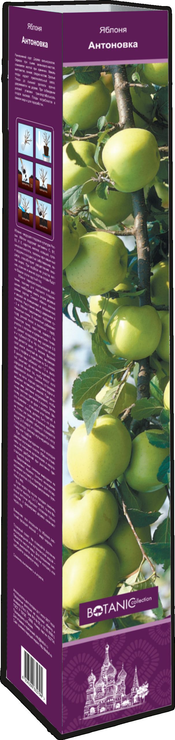 Изображение товара Саженец Яблоня C3 H120 в ассортименте