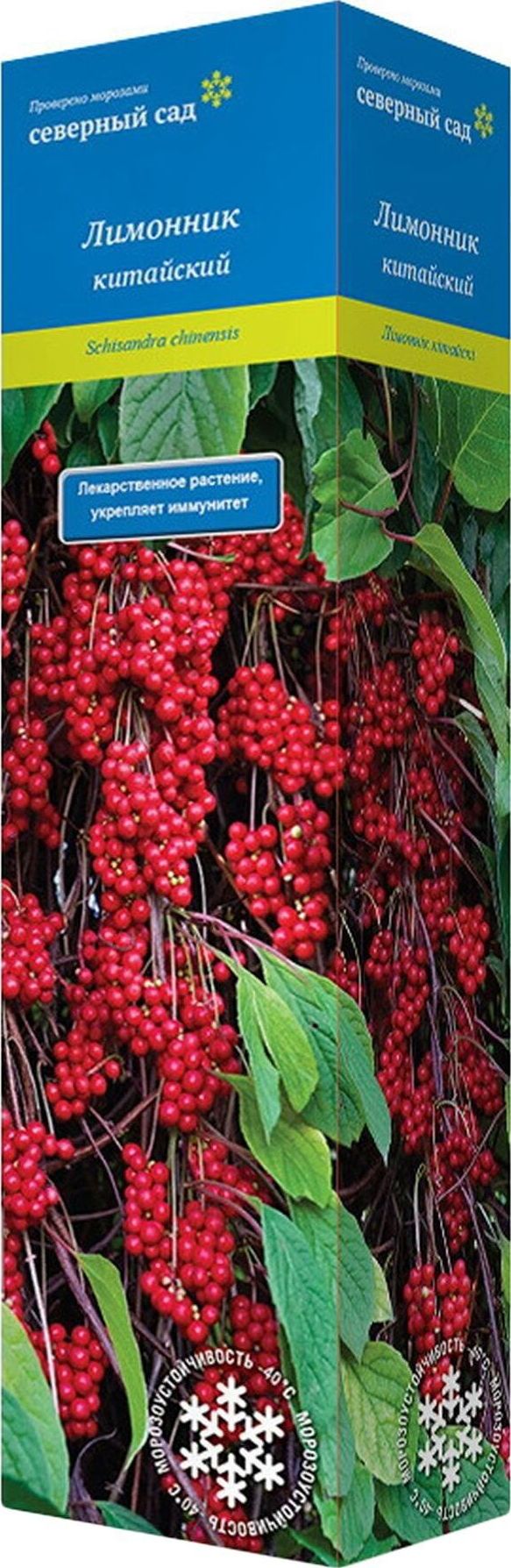 Изображение товара Растение Лимонник китайский С1 Н37 для сада и огорода