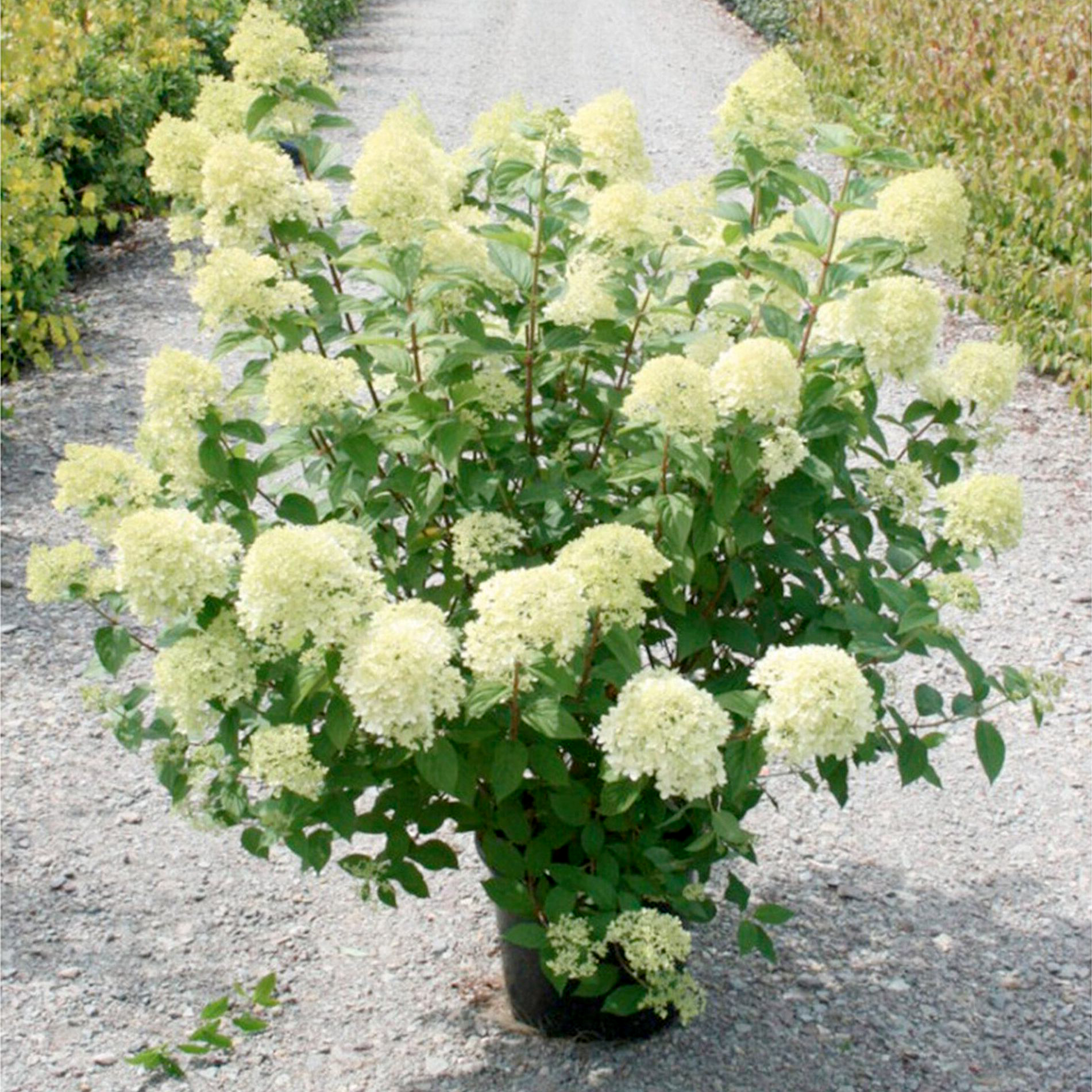 Сорт гортензии лайм лайт. Сорт гортензии лайм лайт. Сорт гортензии лайм лайт. Сорт гортензии лайм лайт. Сорт гортензии лайм лайт.
