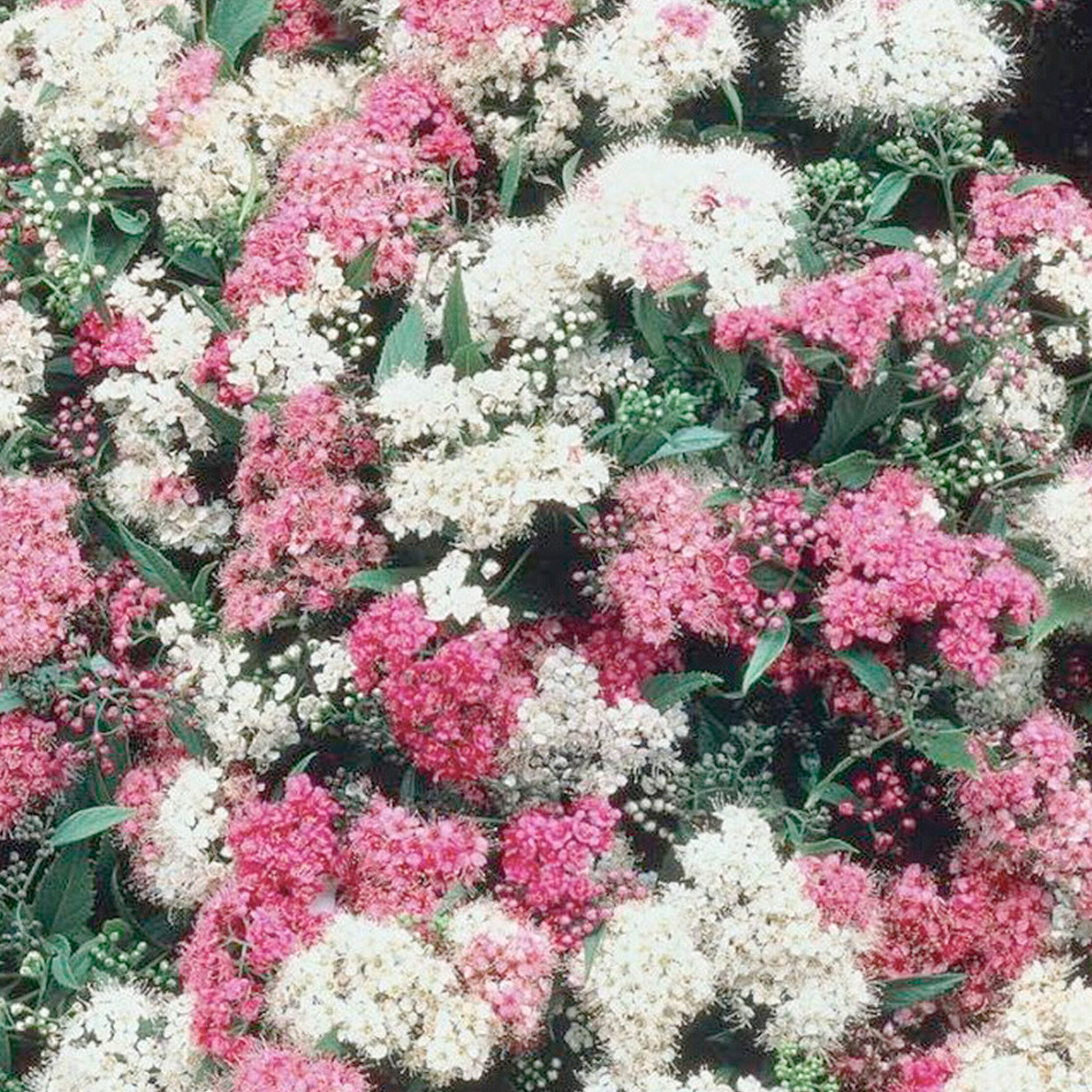 Спирея японская Широбана