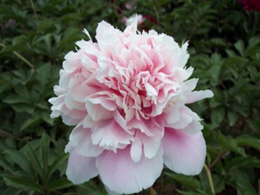 Изображение товара Растение Пион травянистый 7 ЦВЕТОВ Щербет