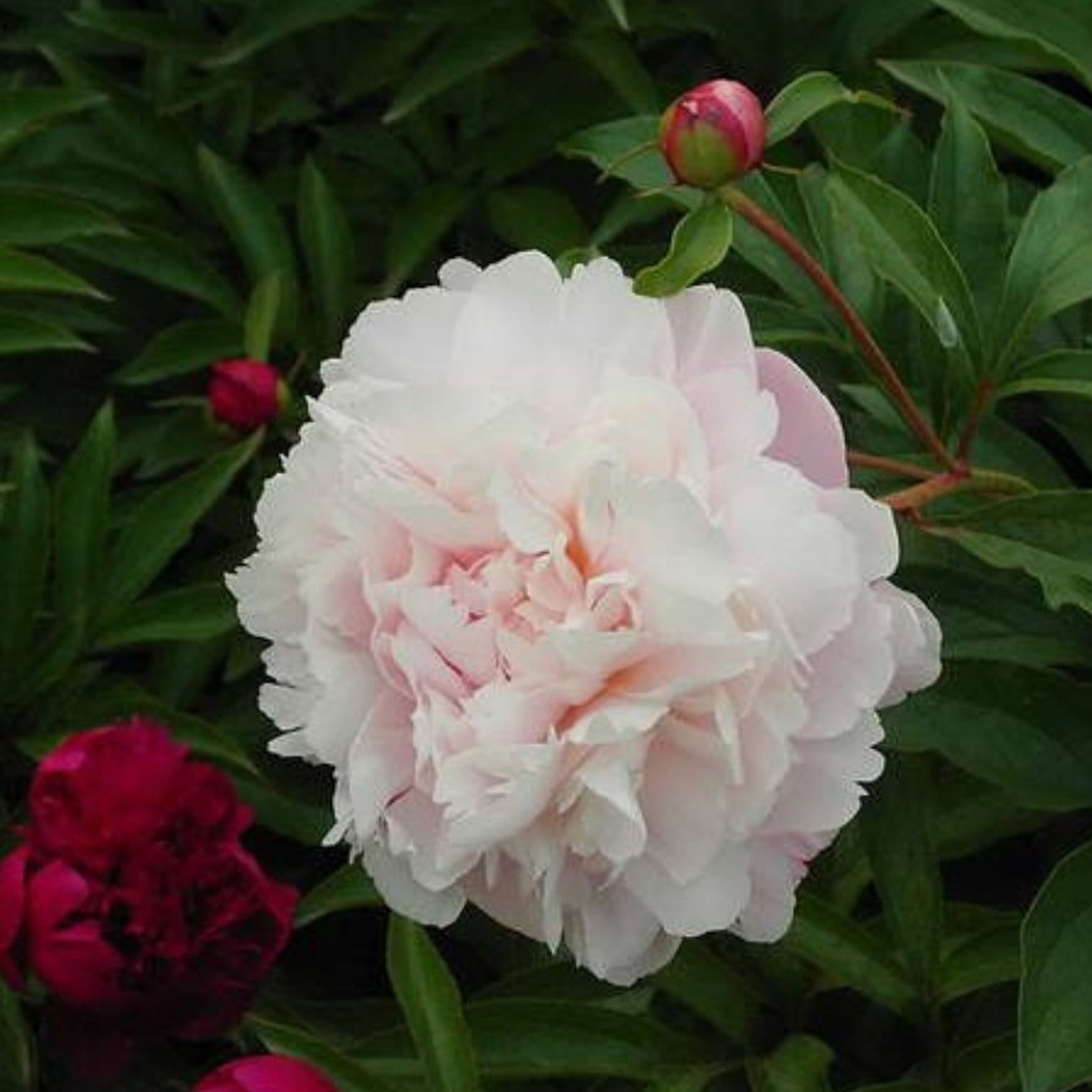 Изображение товара Саженец пиона травянистого Розовый Сад — быстрорастущий сорт для сада