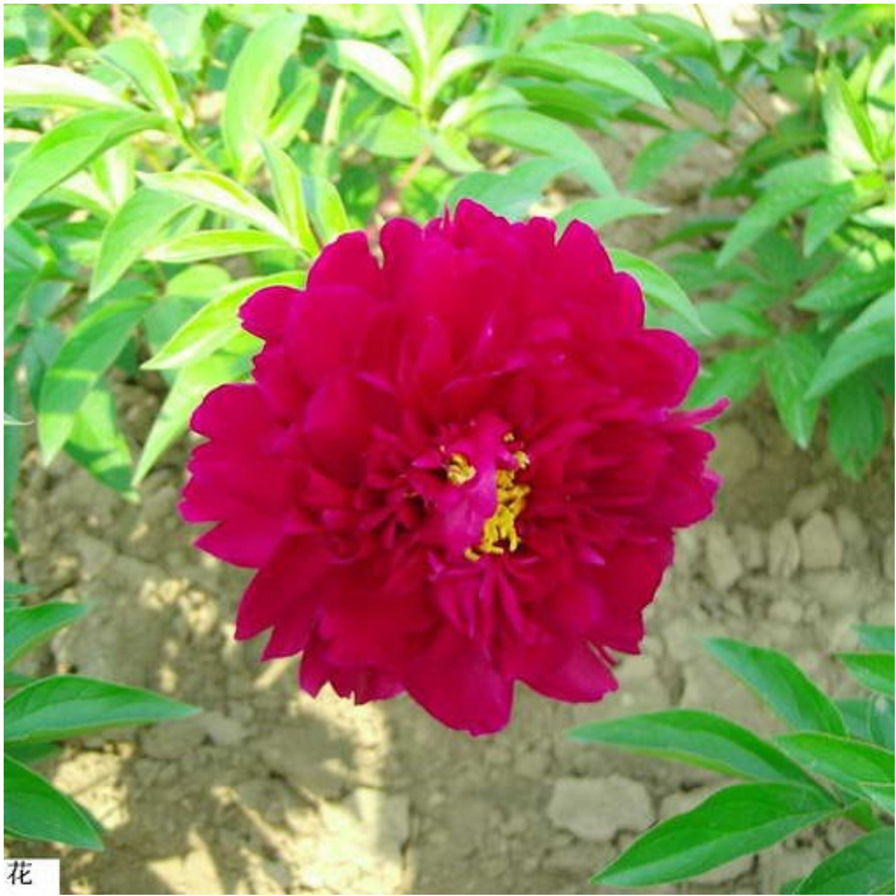 Изображение товара Саженец пиона травянистого Храбрый воин с красными цветами