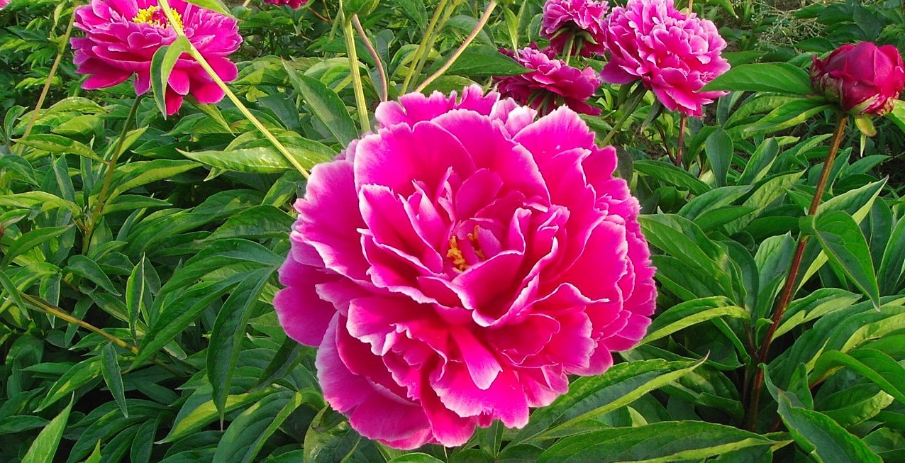 Изображение товара Растение Пион травянистый 7 ЦВЕТОВ Blooming Life Камелия (в тубе)