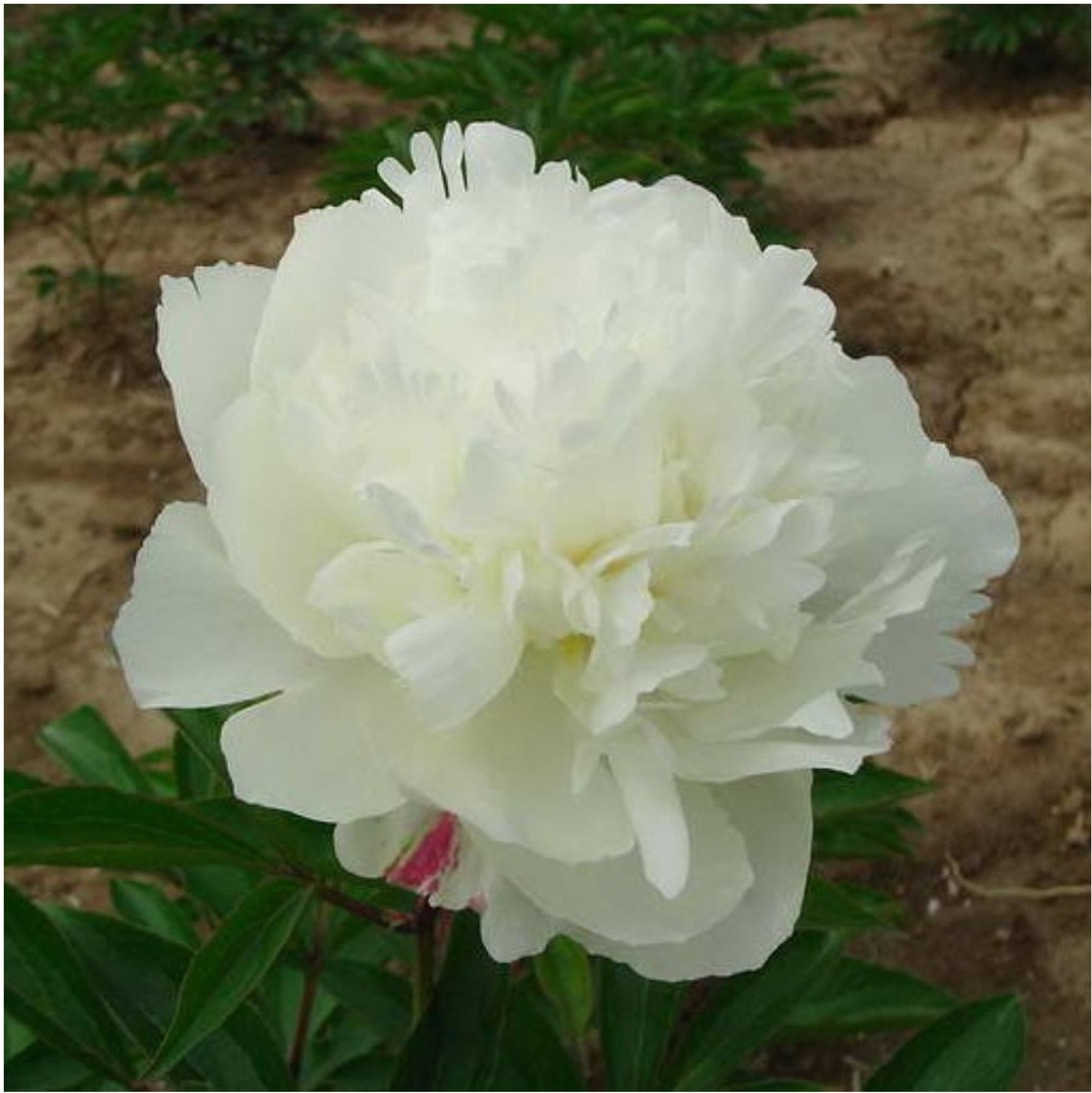 Изображение товара Саженец пиона травянистого Белый Журавль 80-90 см, быстрорастущий