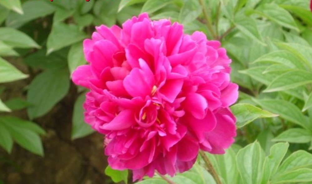 Изображение товара Пион травянистый 7 ЦВЕТОВ Blooming Life Китайский Шелк с крупными цветками