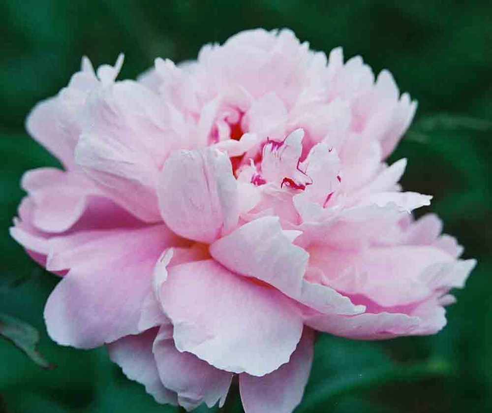 Изображение товара Растение Пион травянистый 7 ЦВЕТОВ Blooming Life Весенний Снег (в тубе)