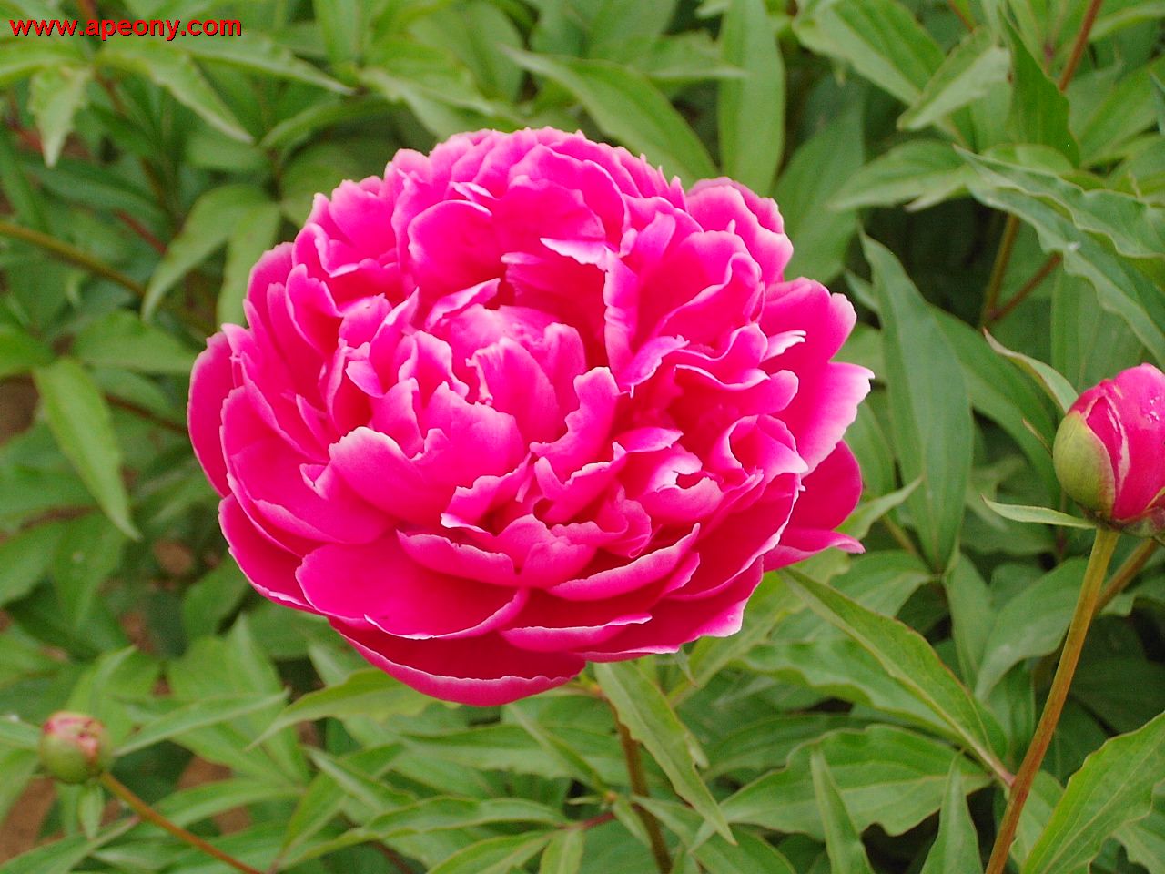 Изображение товара Искусственное растение Пион 7 ЦВЕТОВ Утренний иней для украшения сада и интерьера