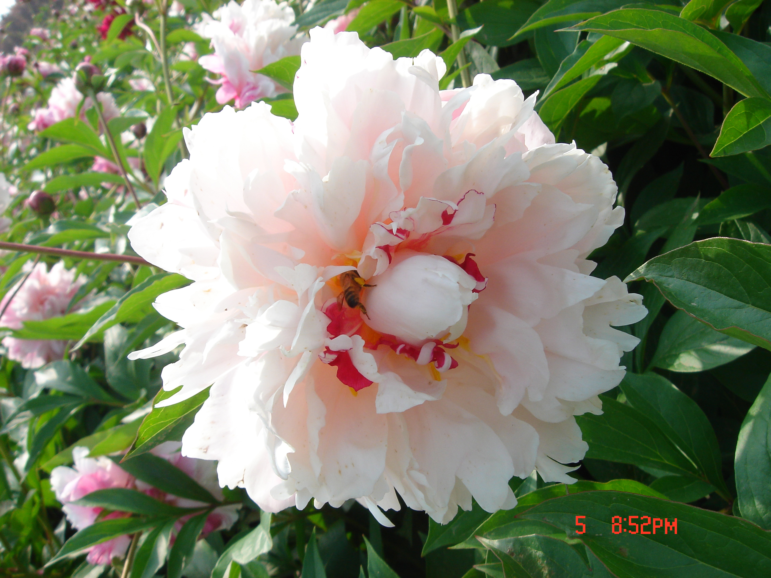 Изображение товара Пион травянистый Жемчужное Ожерелье 7 ЦВЕТОВ в тубе