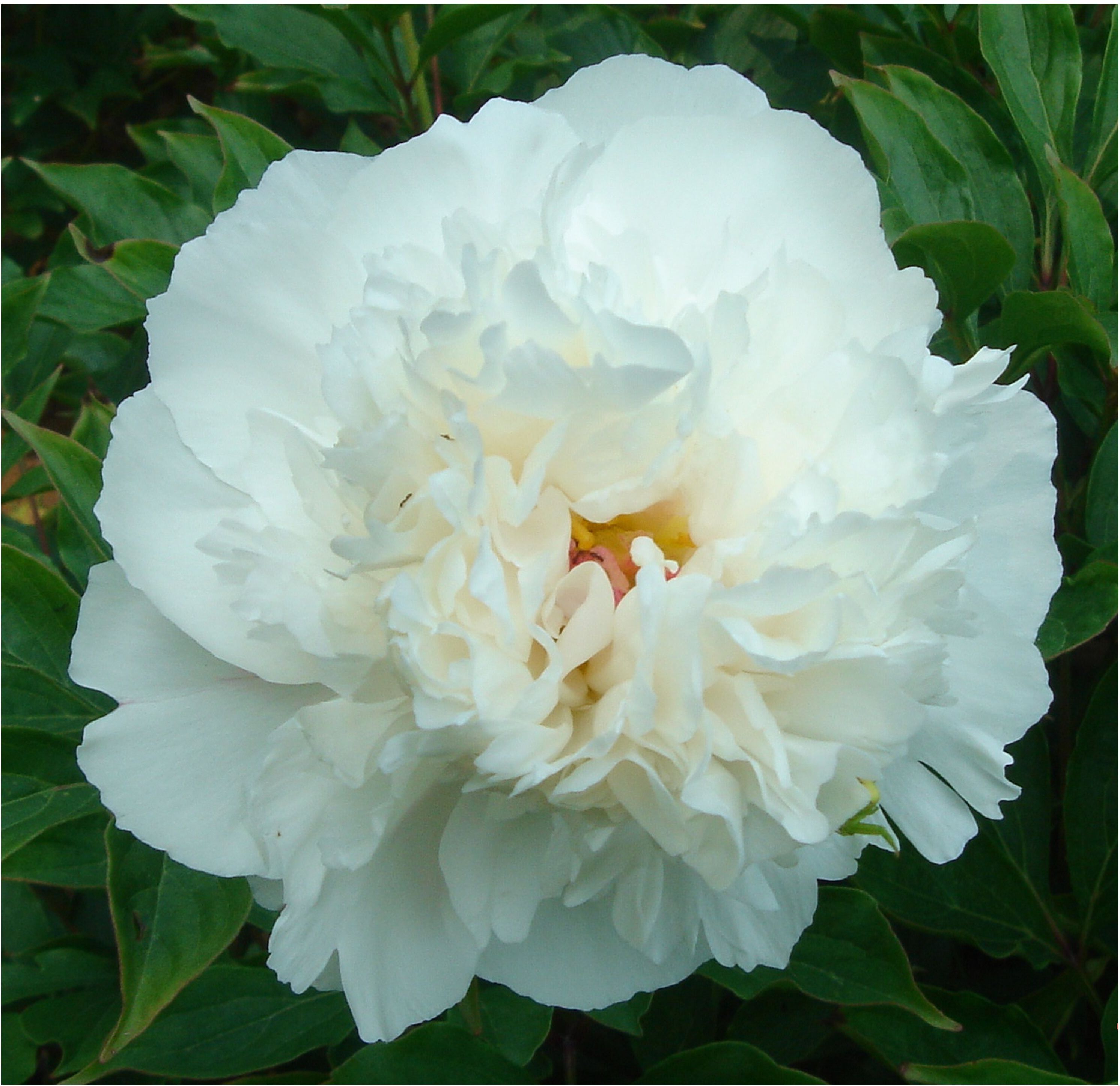 Изображение товара Саженец пиона травянистого Ледяной бриз белый цвет цветения декоративный сад