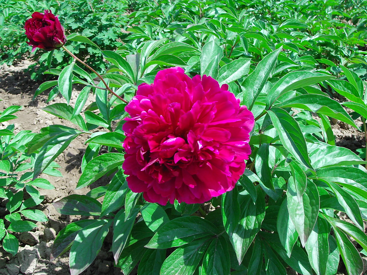 Пион ред шарм. Пион молочноцветковый армани. Пион травянистый бархат ночи. Пион олд фейтфул. Пион бархат ночи фото и описание.