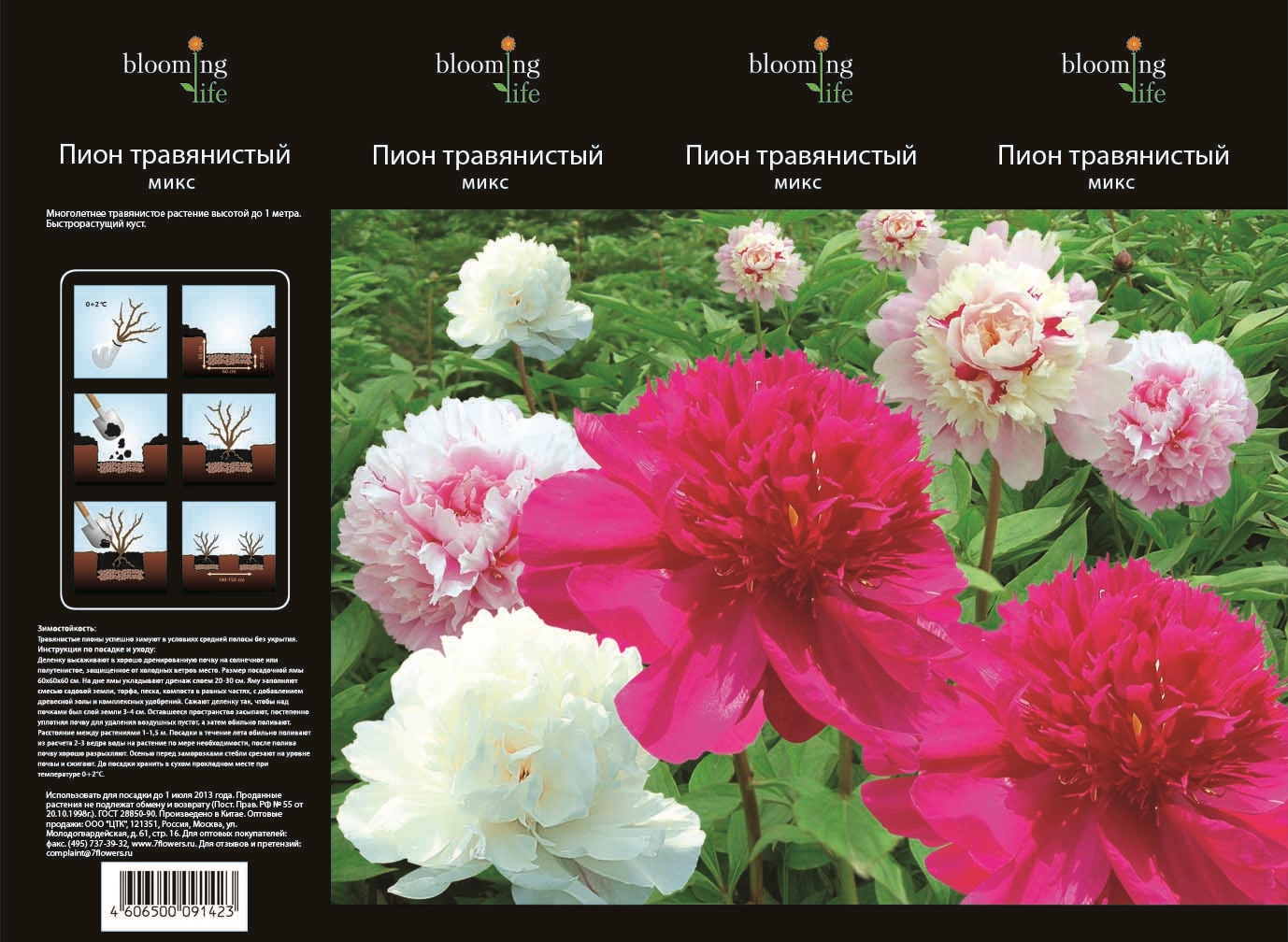 Изображение товара Растение Пион 7 ЦВЕТОВ травянистый в коробке ассортимент в саду