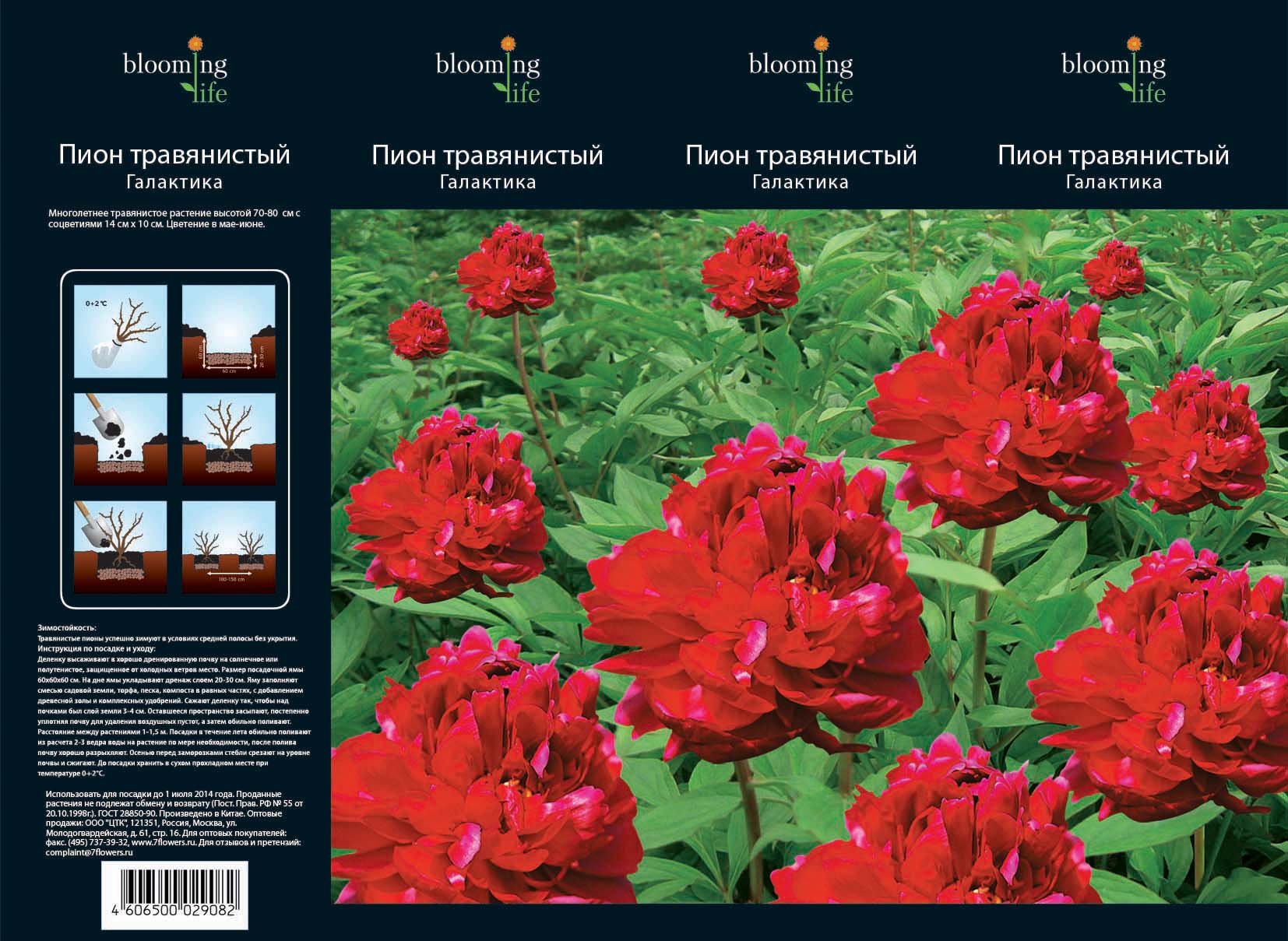 Изображение товара Растение Пион 7 ЦВЕТОВ травянистый Галактика в коробке