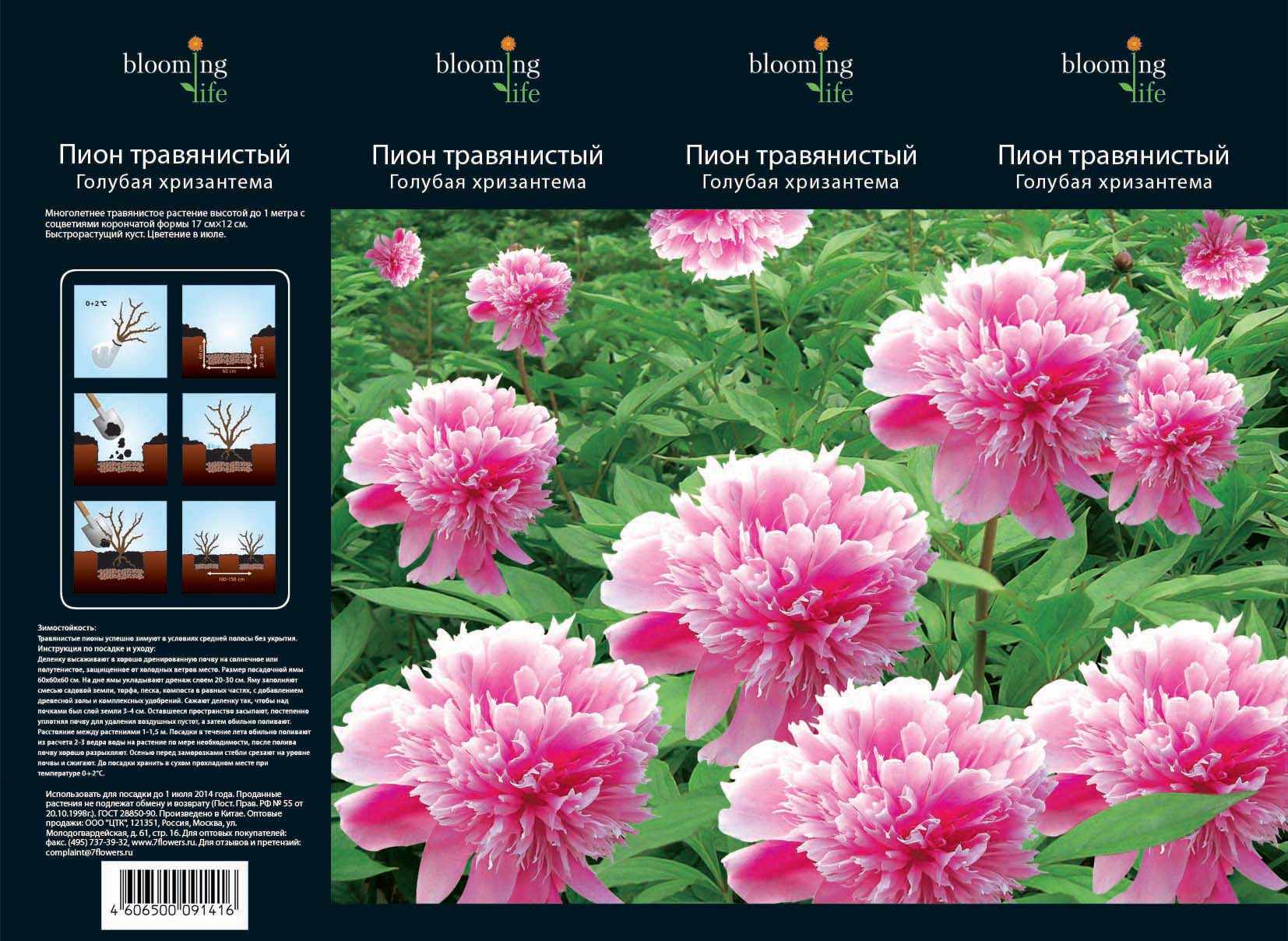 Изображение товара Декоративное растение Пион 7 ЦВЕТОВ голубая хризантема в коробке