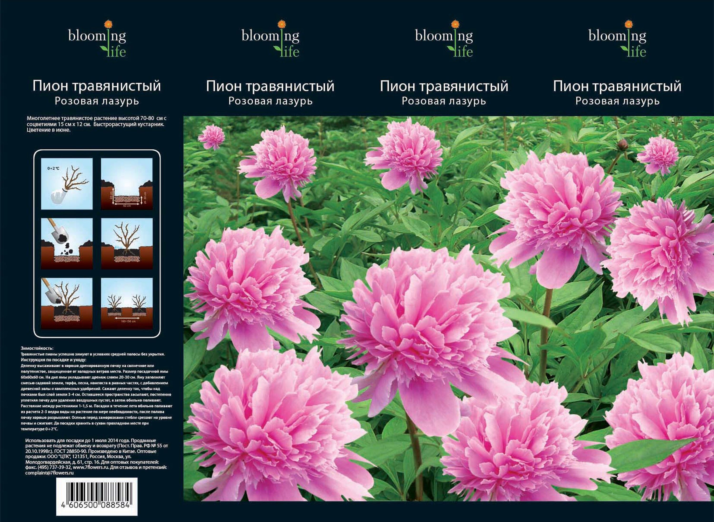 Изображение товара Пион травянистый Розовая лазурь - зимостойкий многолетник для сада