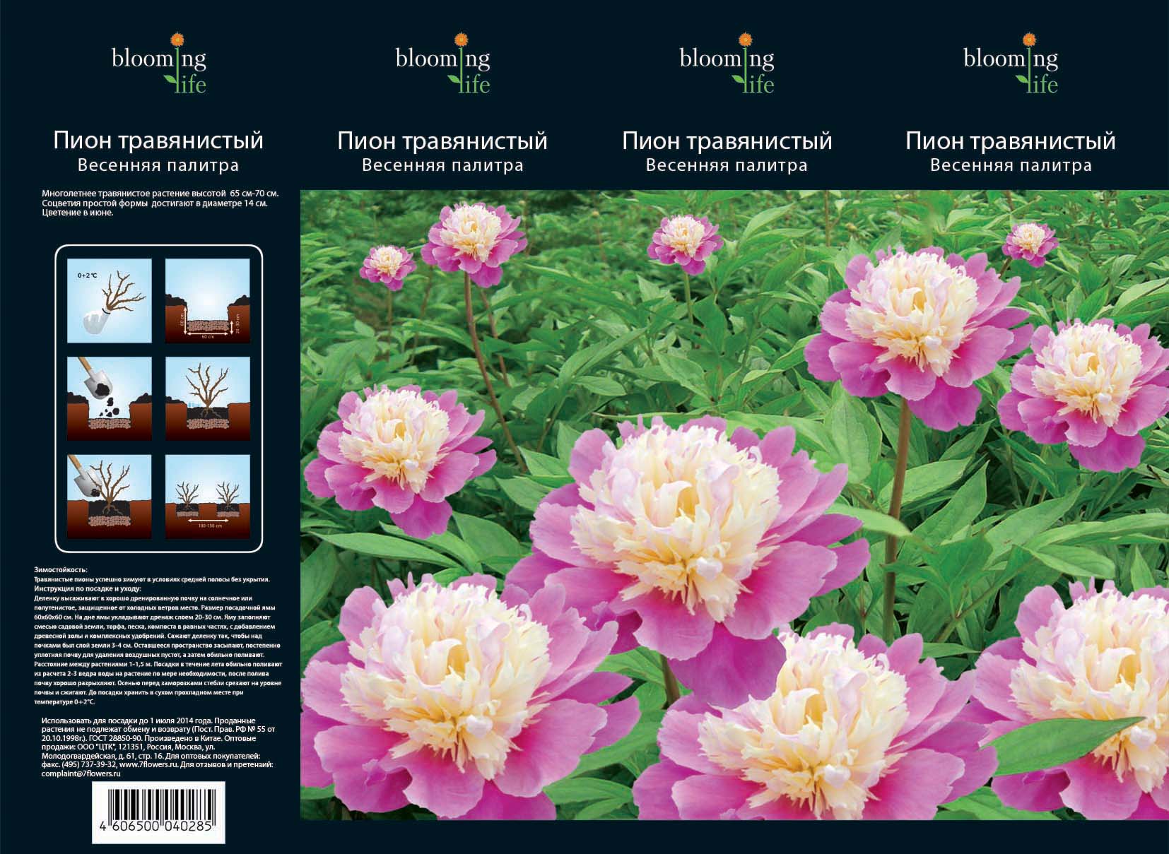 Изображение товара Растение пион 7 оттенков травянистое весенняя палитра в коробке