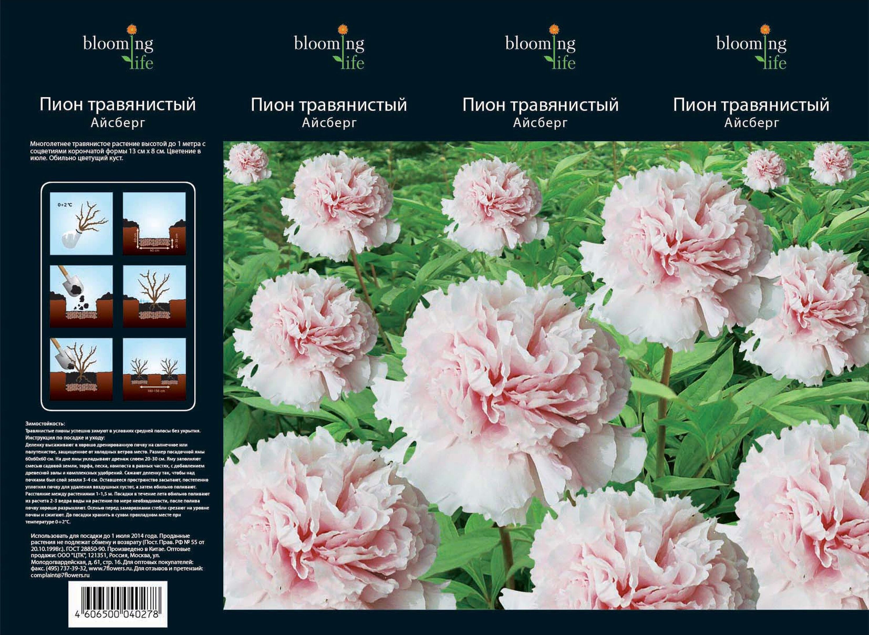 Изображение товара Саженец травянистого пиона Айсберг 1 шт, зимостойкий декоративный куст