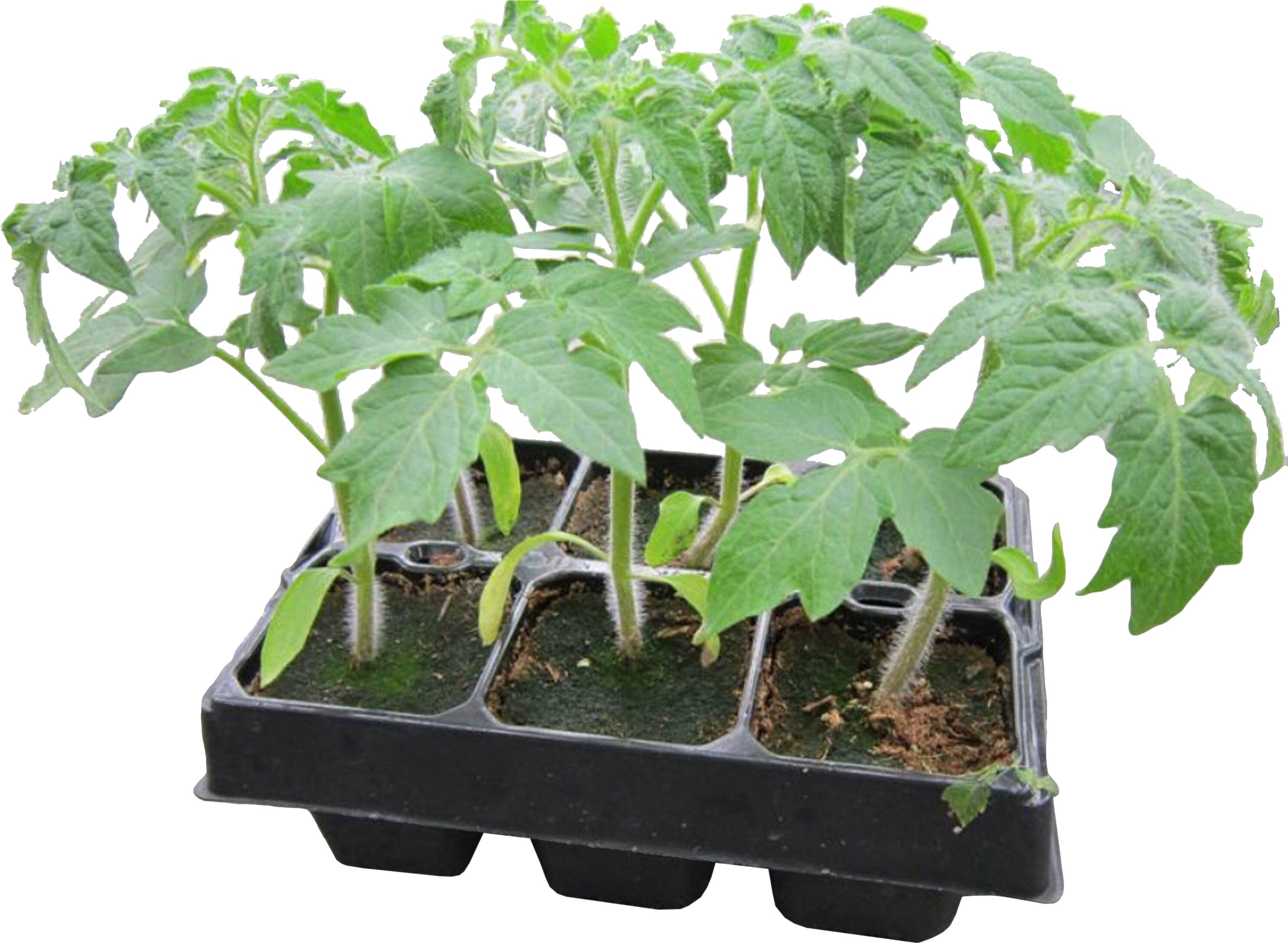 Изображение товара Рассада Томат красный в кассете 6 шт в ассортименте