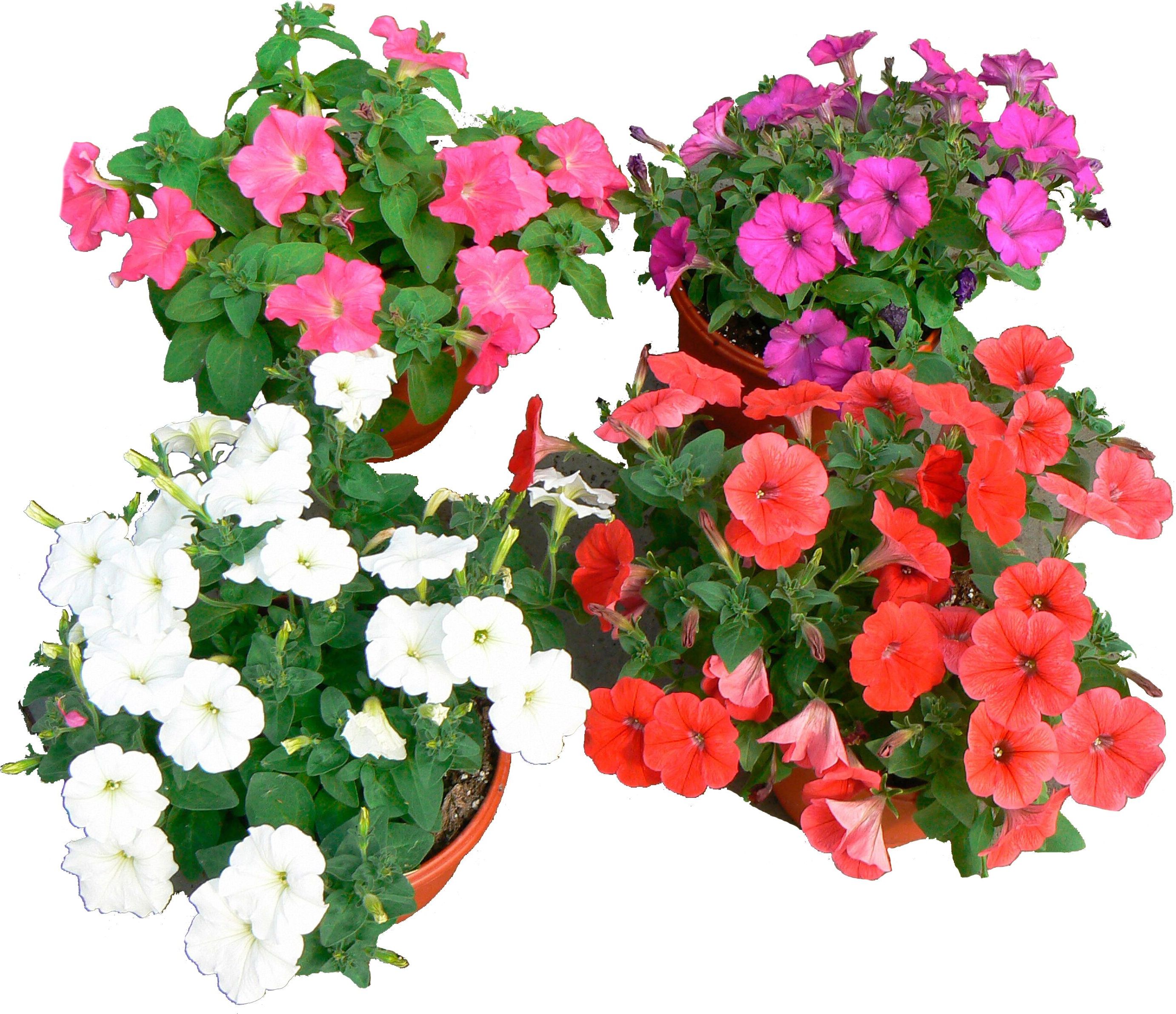 Изображение товара Петуния в горшке D21 H25-30 яркое и долгосрочное цветение
