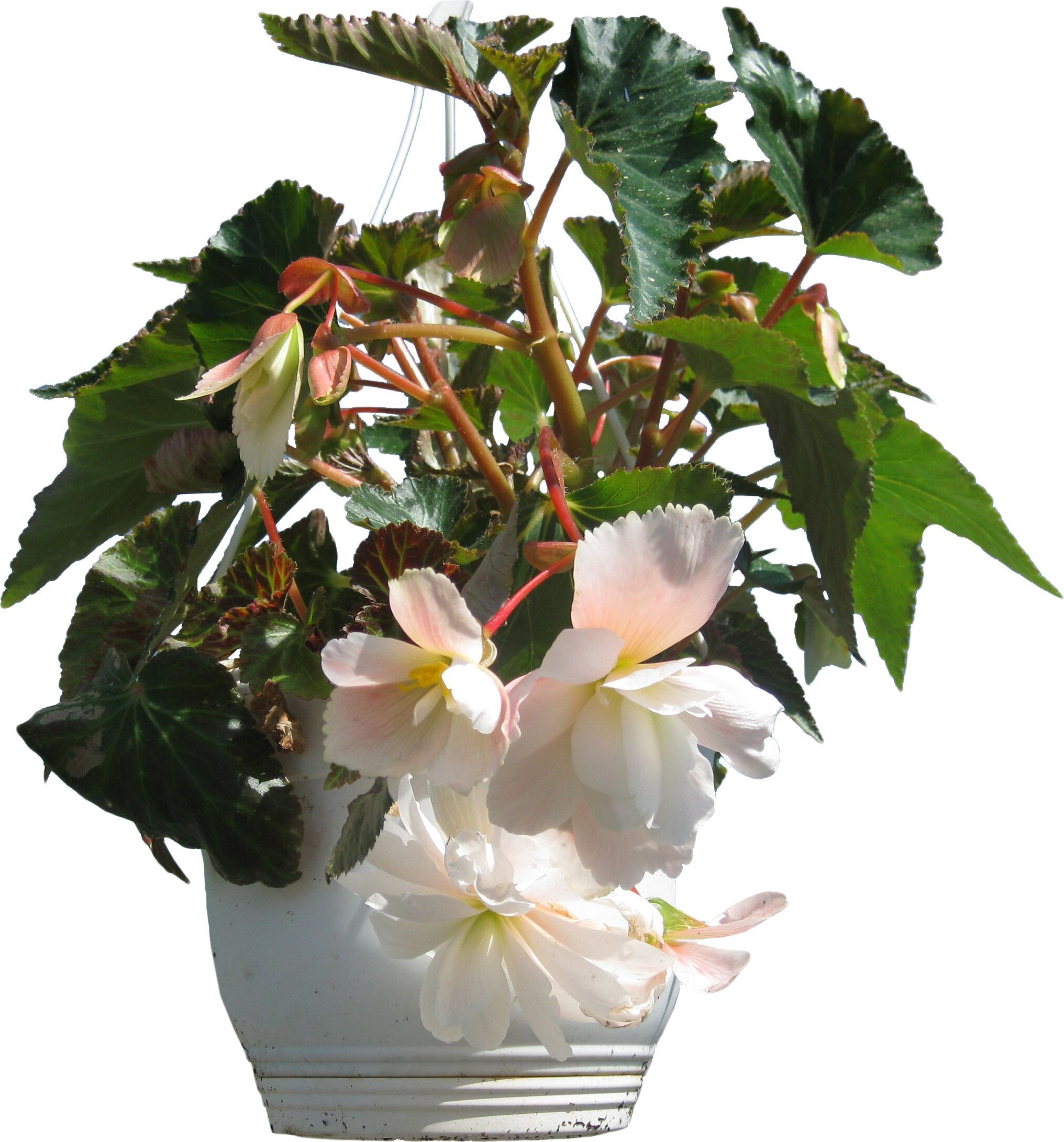 Изображение товара Растение Бегония клубневая 25 см, эффектное декоративное цветущее растение