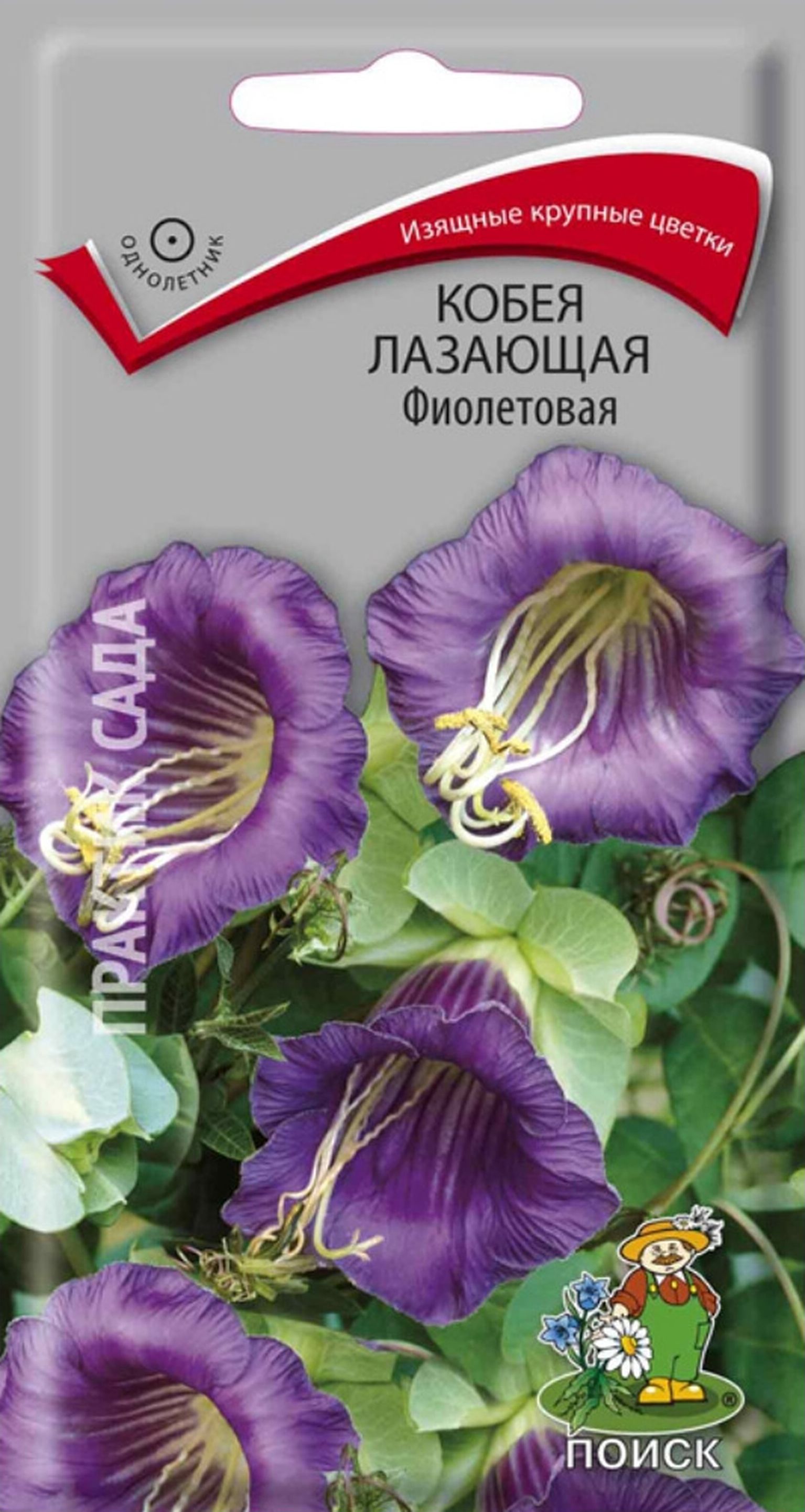 Изображение товара Семена Кобеи ПОИСК Фиолетовая лазающая 5 шт