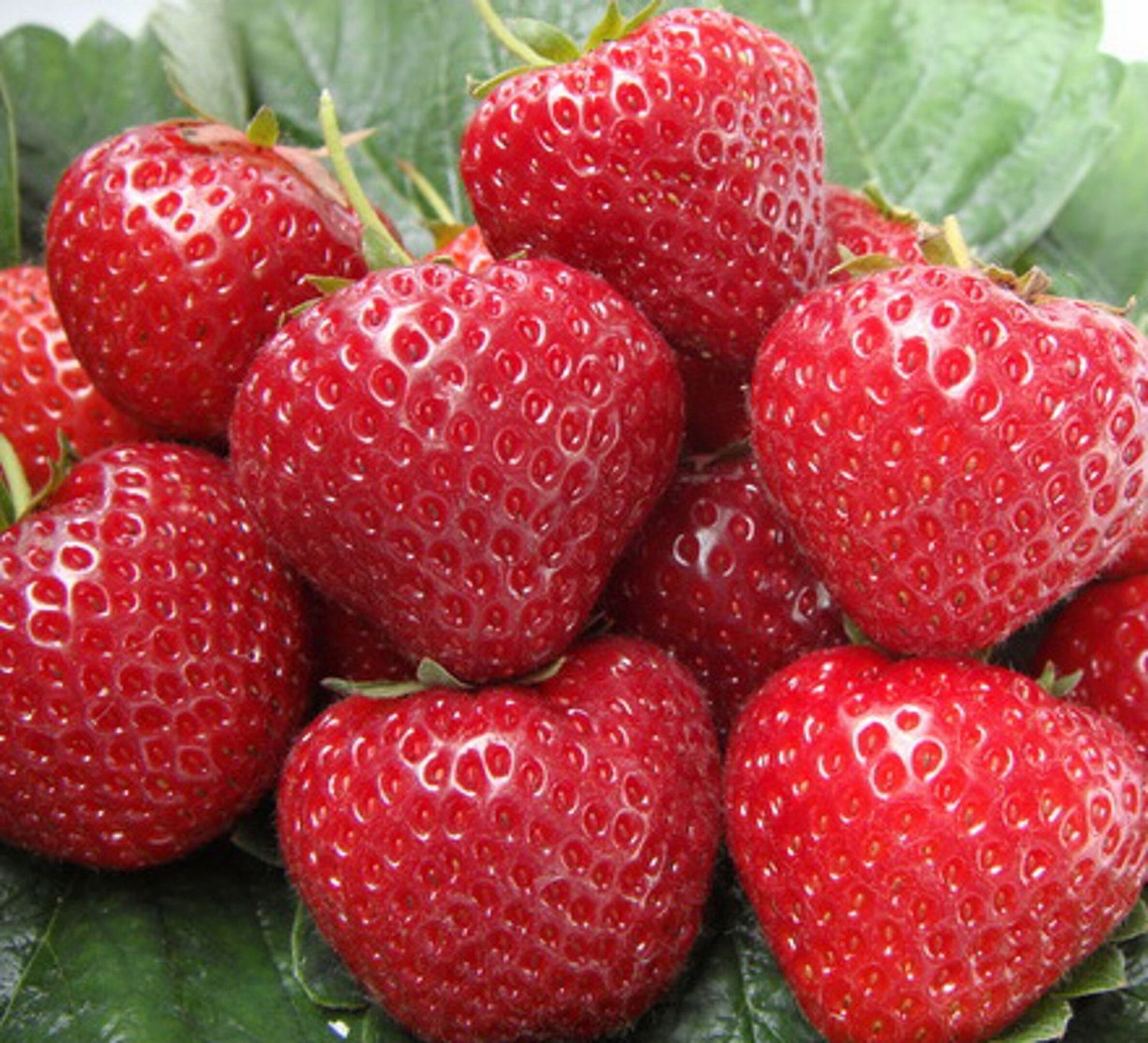 Изображение товара Растение Земляника ремонтантная ПОИСК Р9 для дачных участков