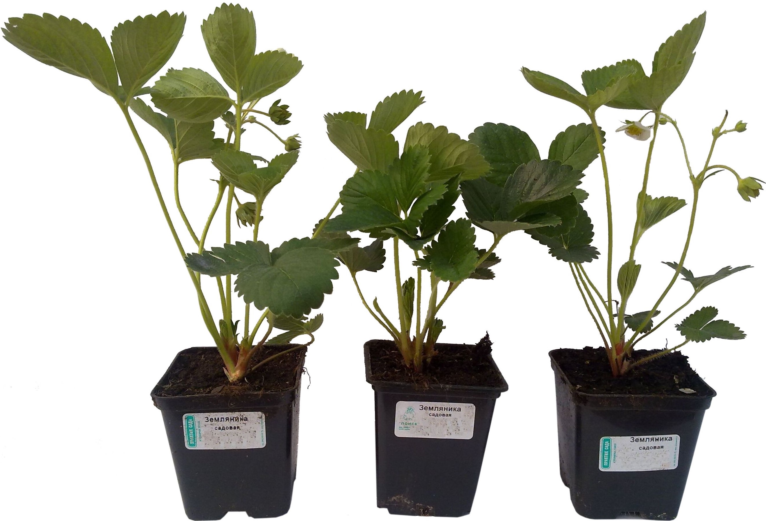 Изображение товара Поздние сорта земляники ПОИСК Р9 для дачи и сада, крупноплодная, морозостойкая