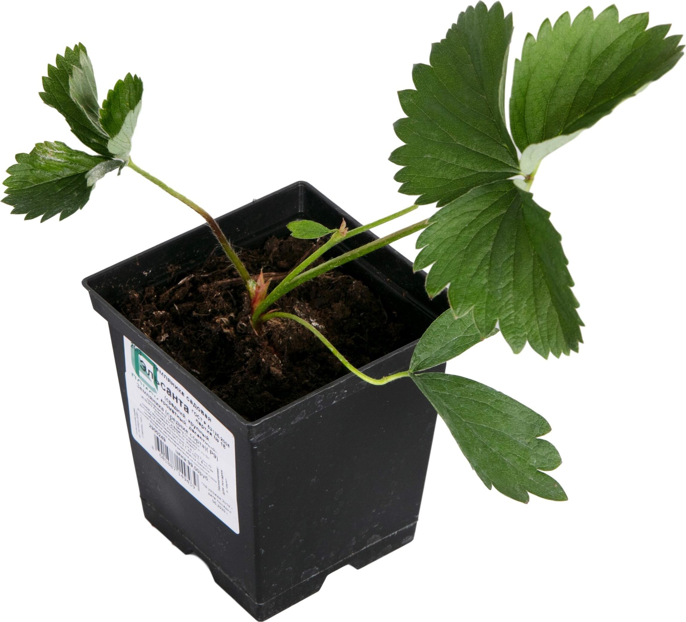 Изображение товара Растение Земляника средние сорта ПОИСК  Р9