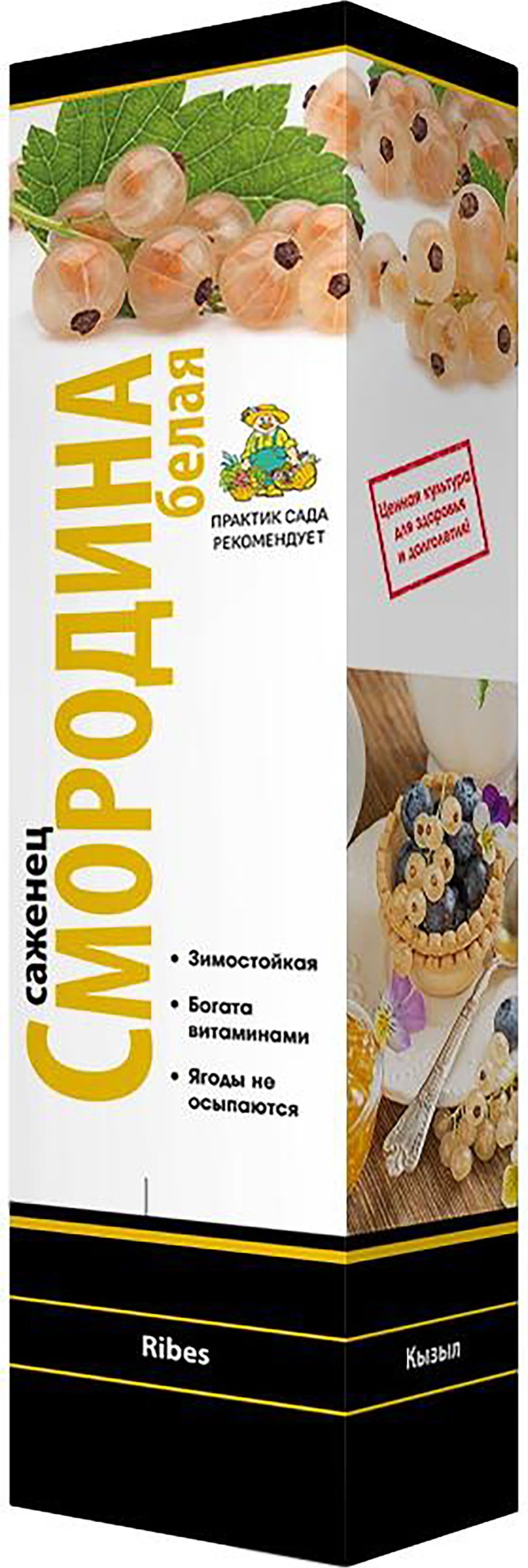 Изображение товара Саженец Смородина красная Версальская С1 Н37 крупноплодная для сада