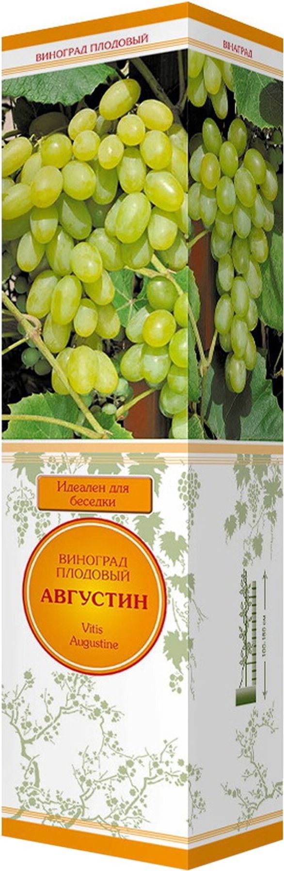 Изображение товара Саженец виноград плодовый Августин С1 Н37 1 шт